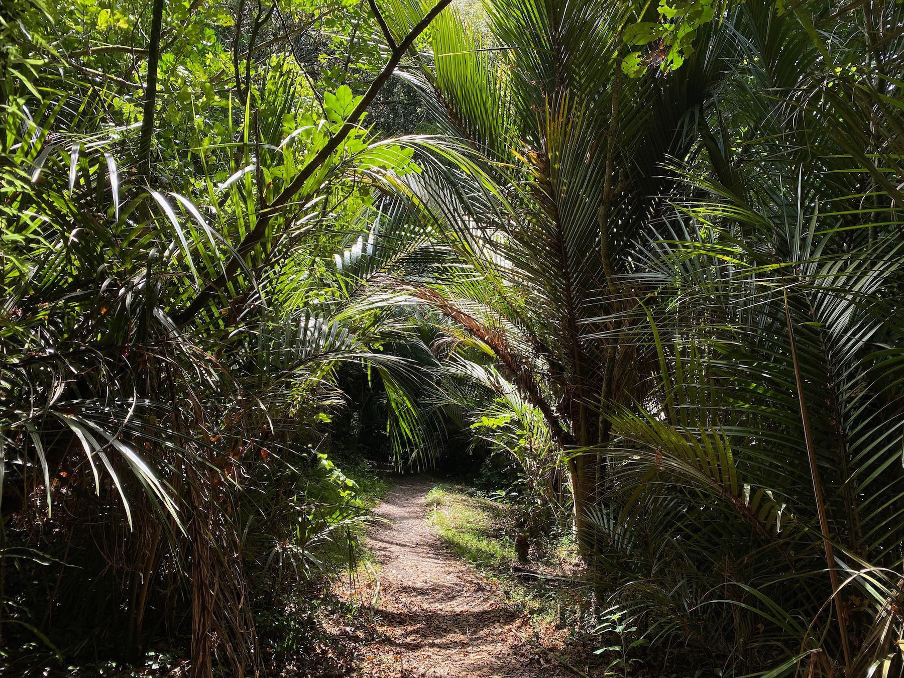 A sunlit part of the track under nikau palms. 