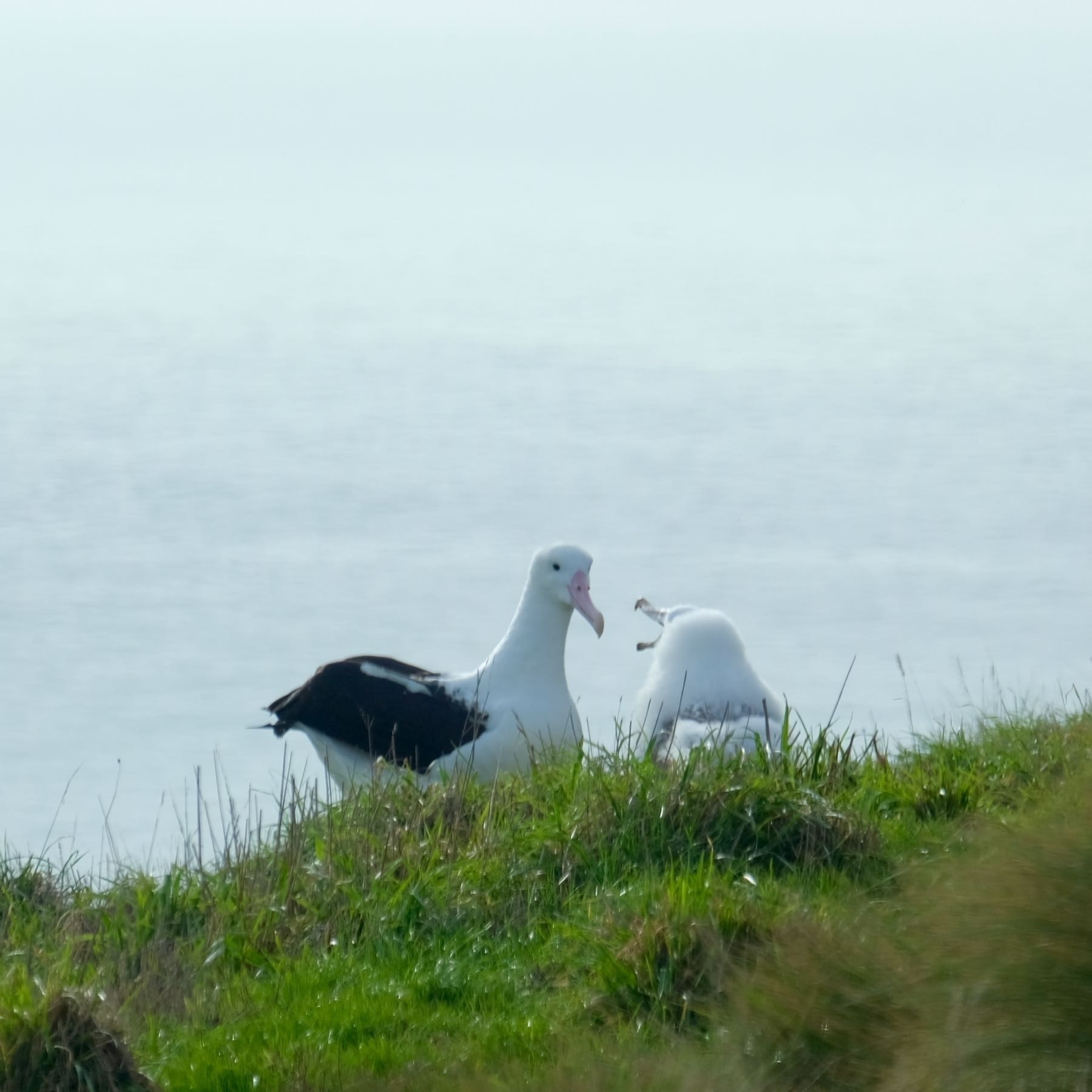 Adult and chick albatross. 