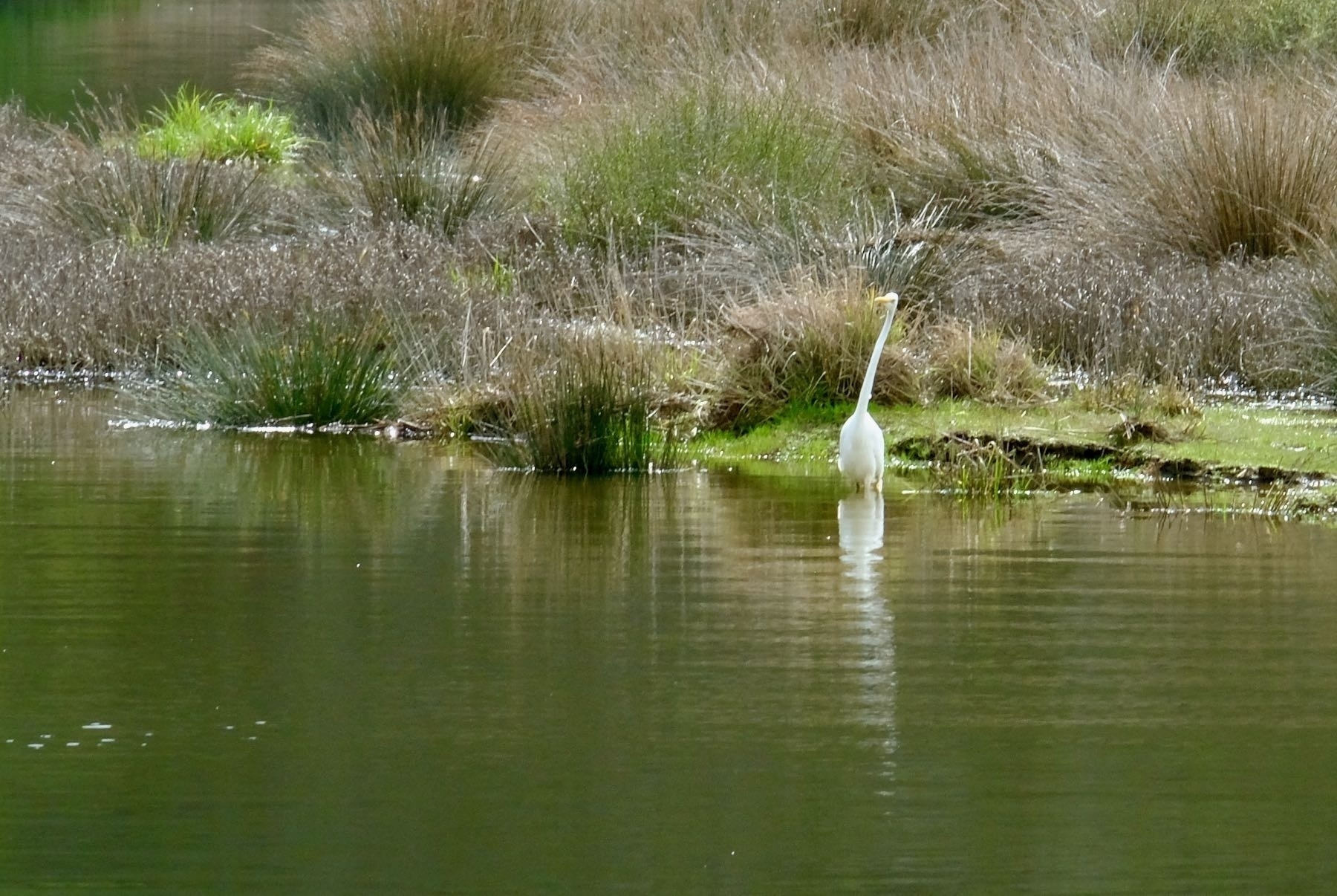 Large white bird wading with neck extended at an unusual angle. 