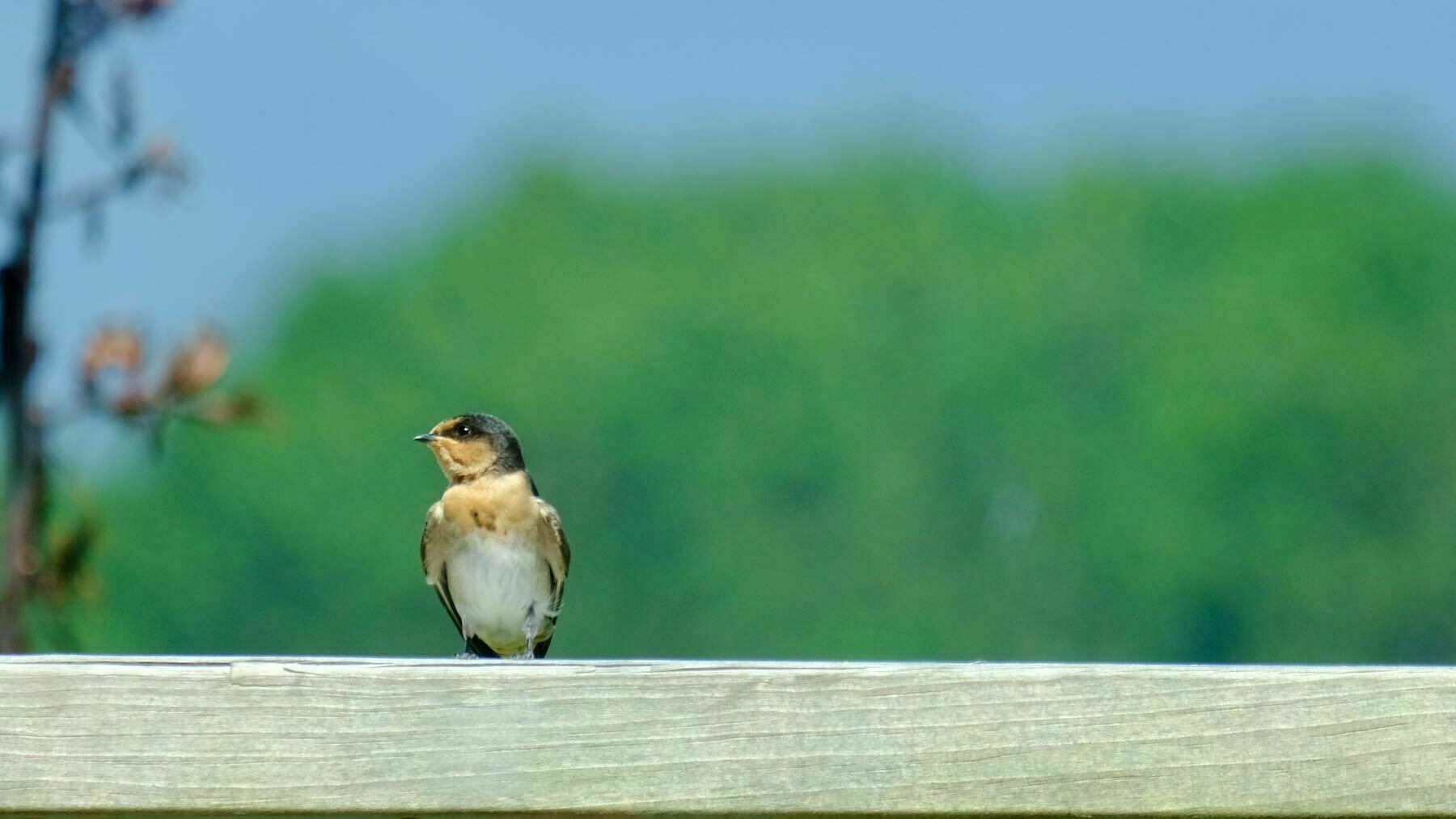 Swallow on the railing  2