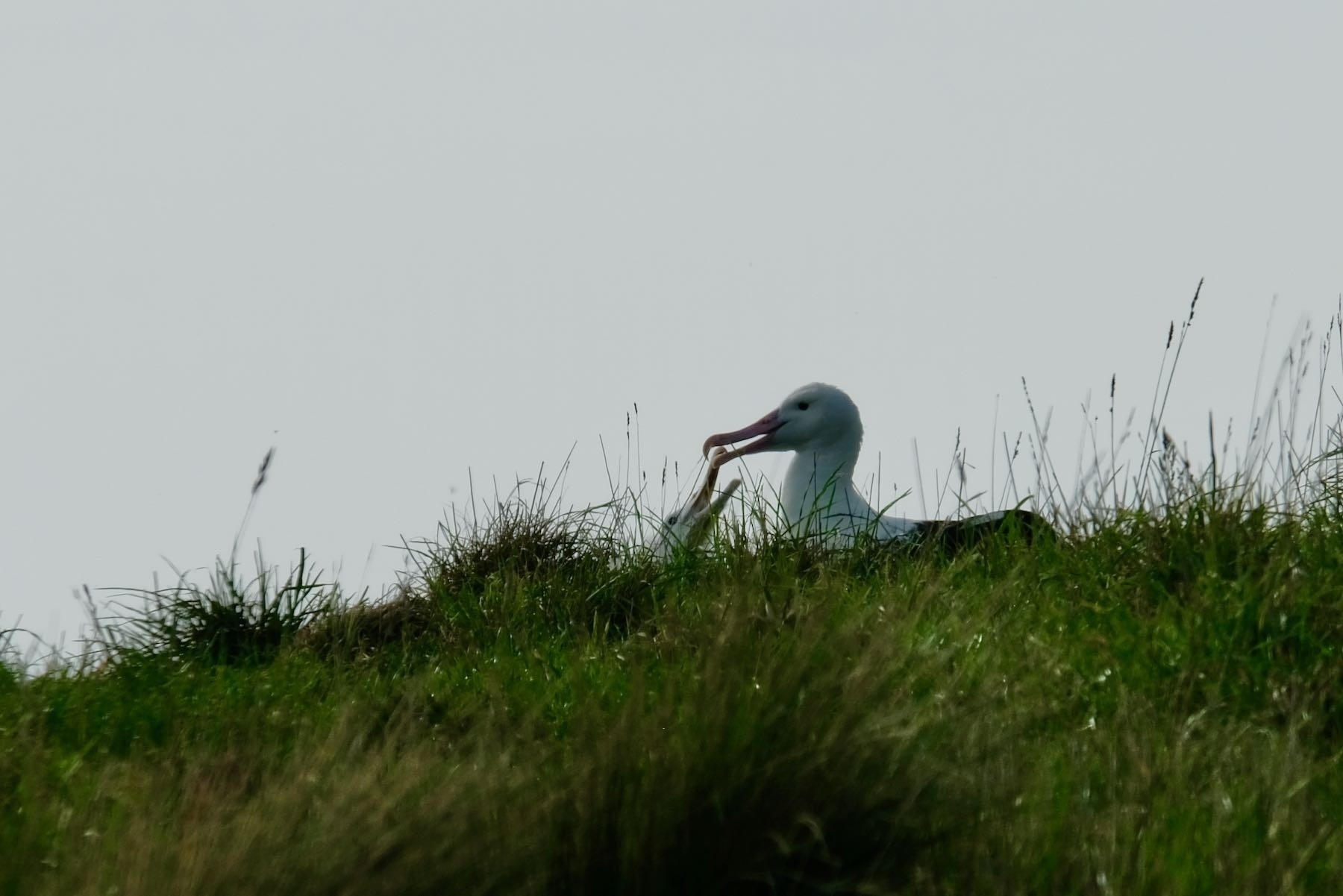 Adult albatross feeding chick. 