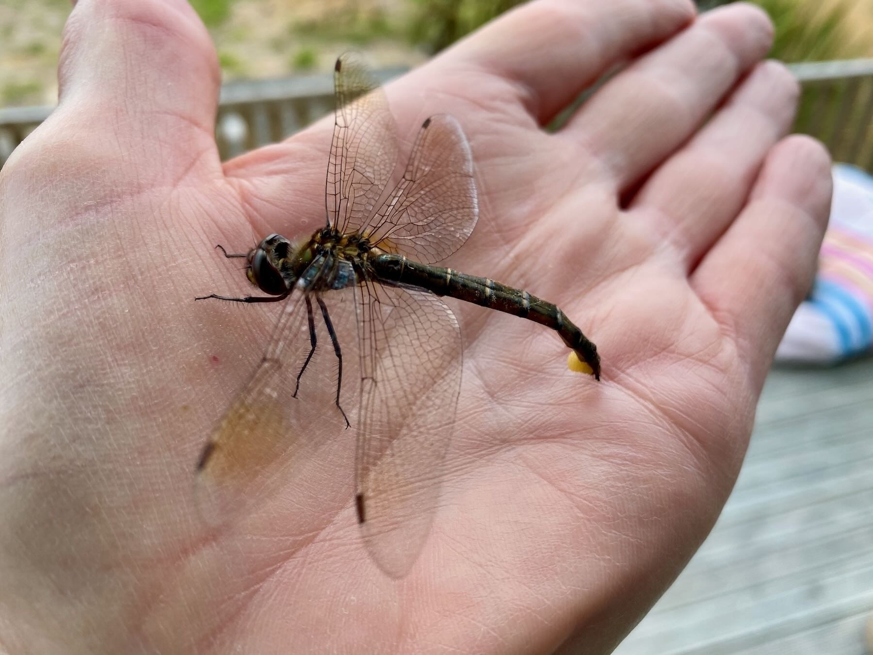 Dragonfly on my hand. 