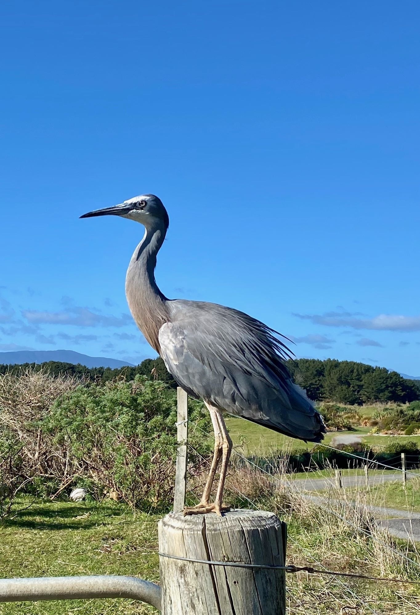White-faced heron on a fence post with rich blue sky behind. 