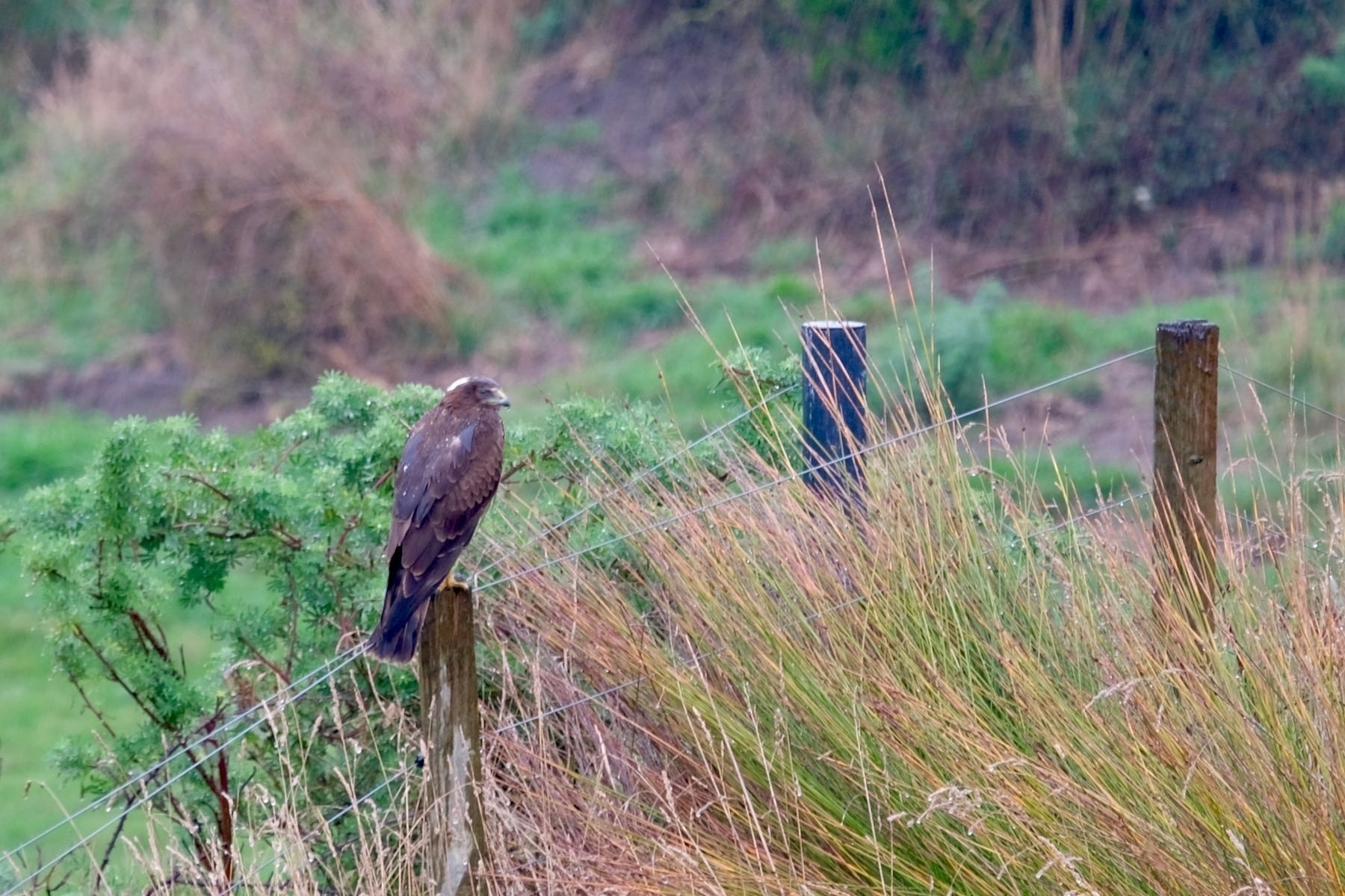 Hawk with head turned, on a fence post. 