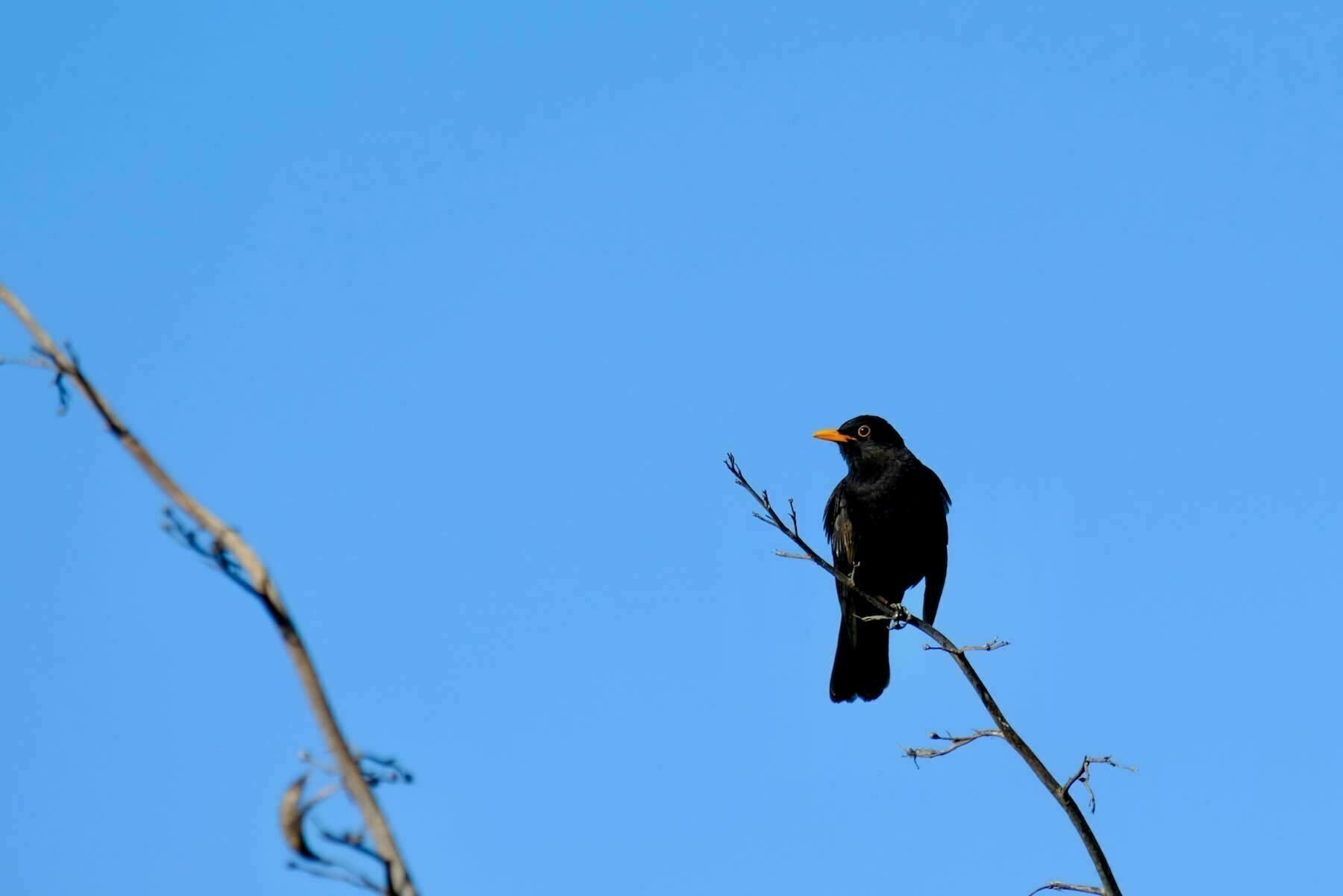 Blackbird on a flax spear. 
