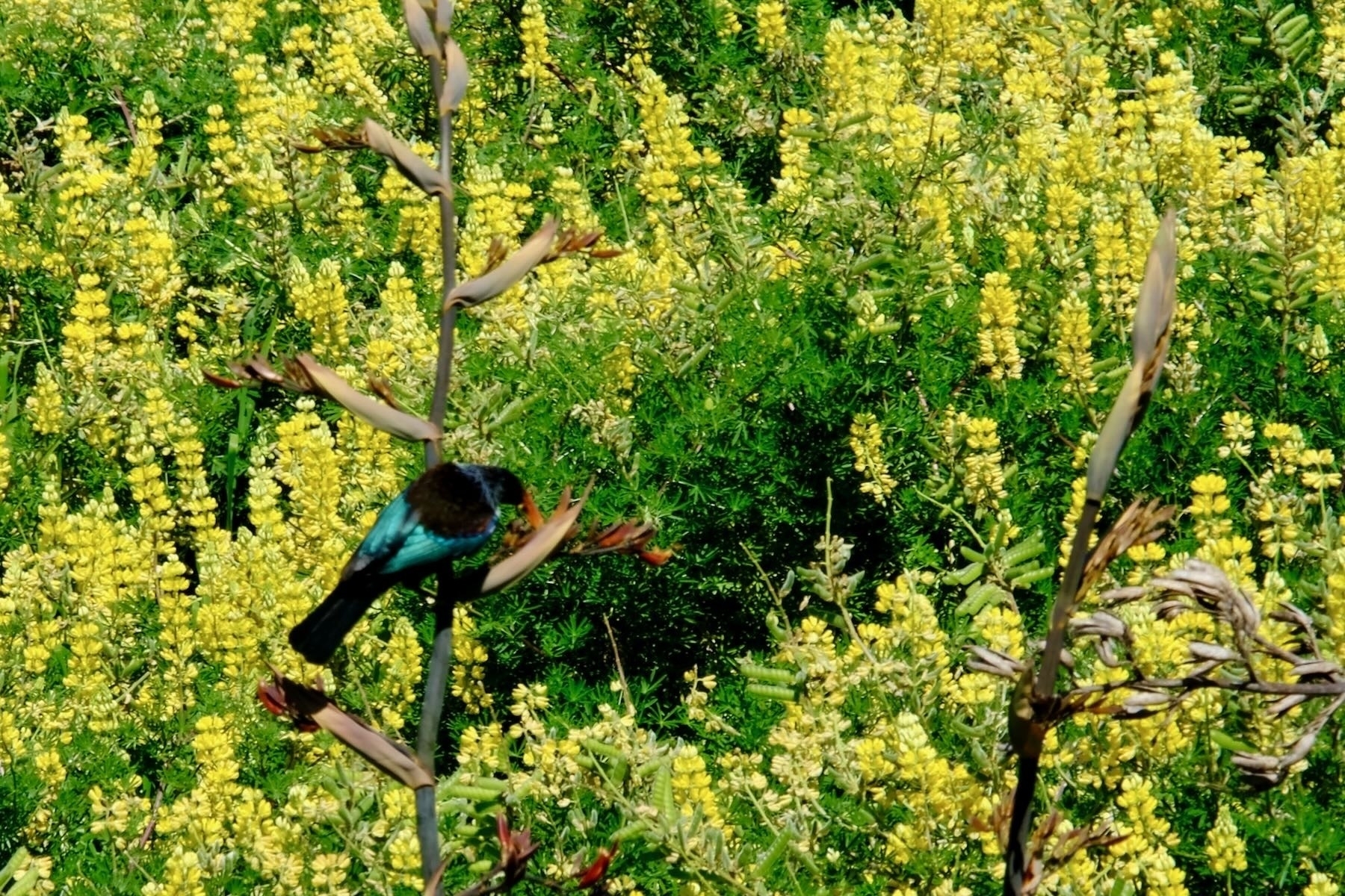 Tui on flax spears with yellow lupins behind. 