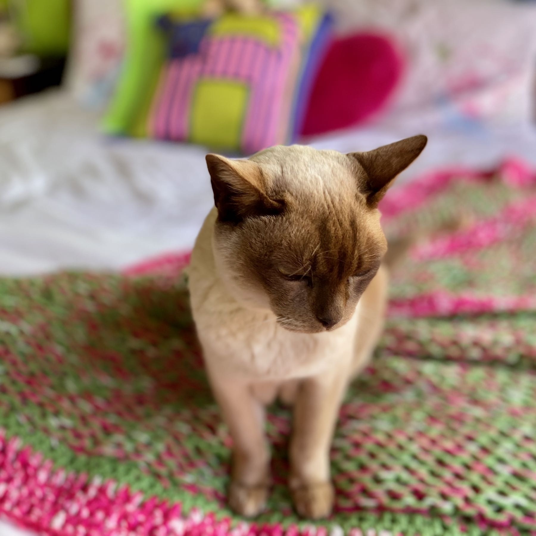 Seal point Burmese cat on a bed. 