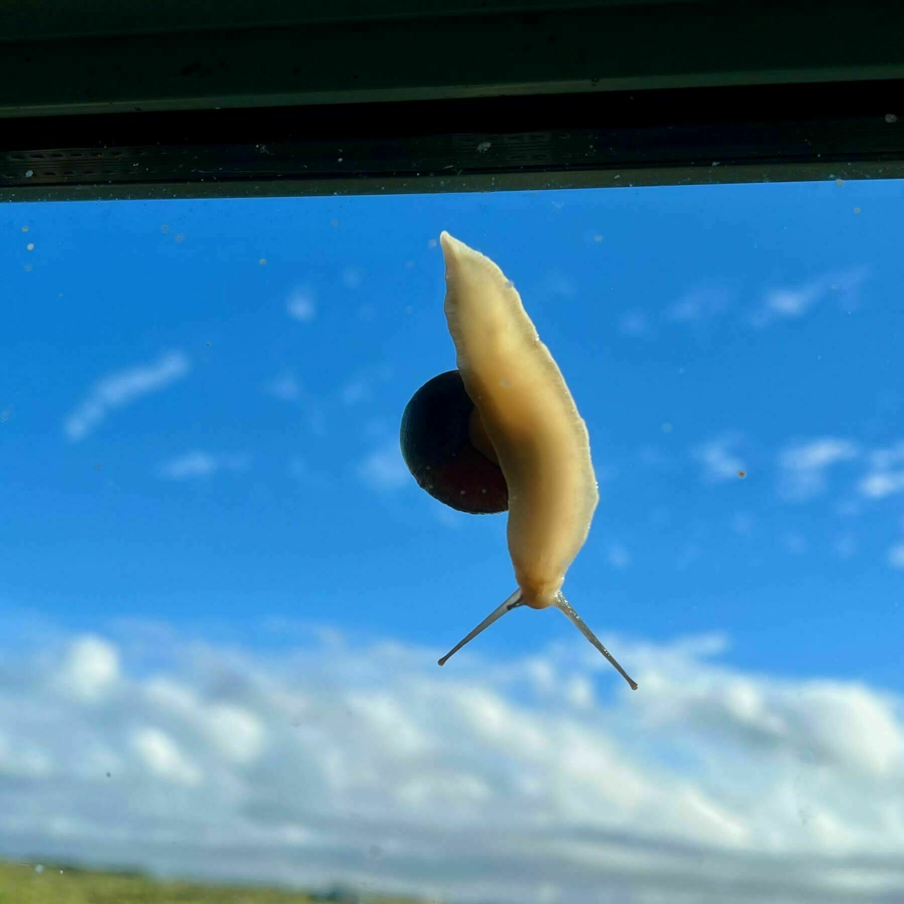 Snail on the outside of a window. 