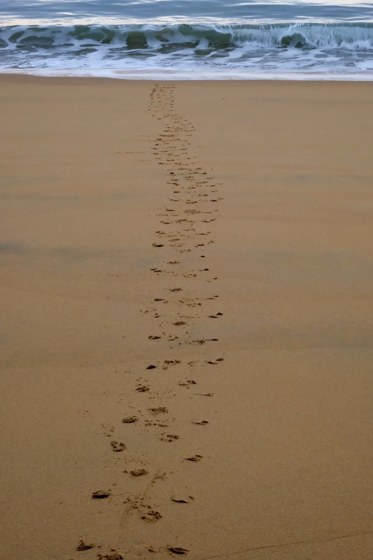 Penguin tracks across the sand from the sea. 