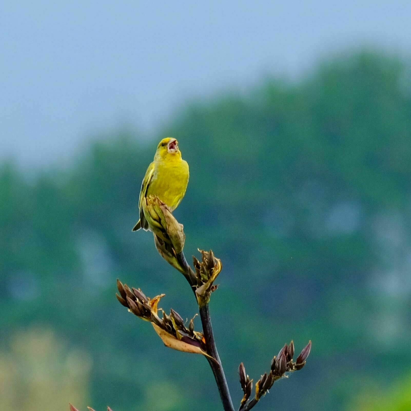Small yellow bird, singing. 