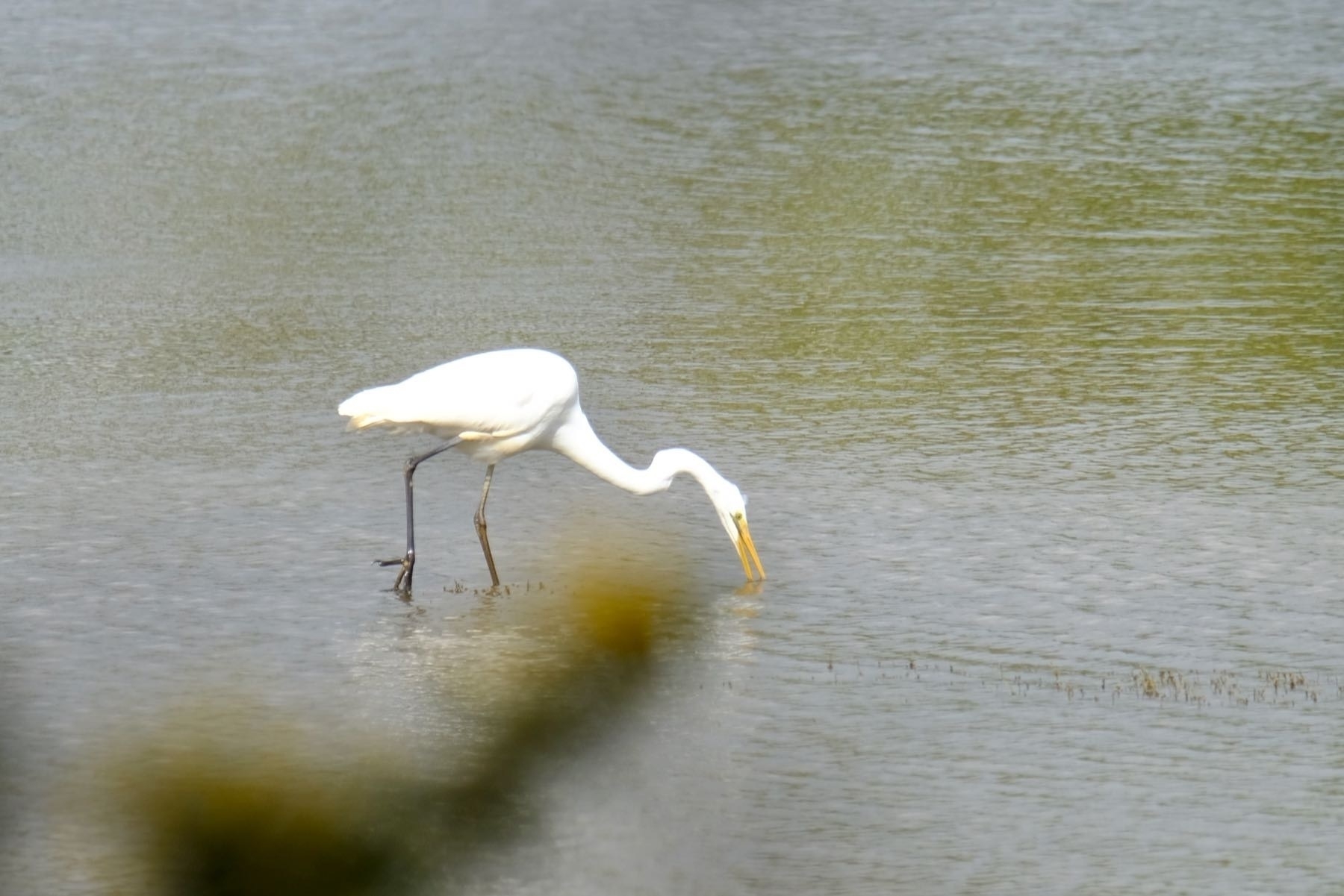 Large white bird wading and feeding in the river. 