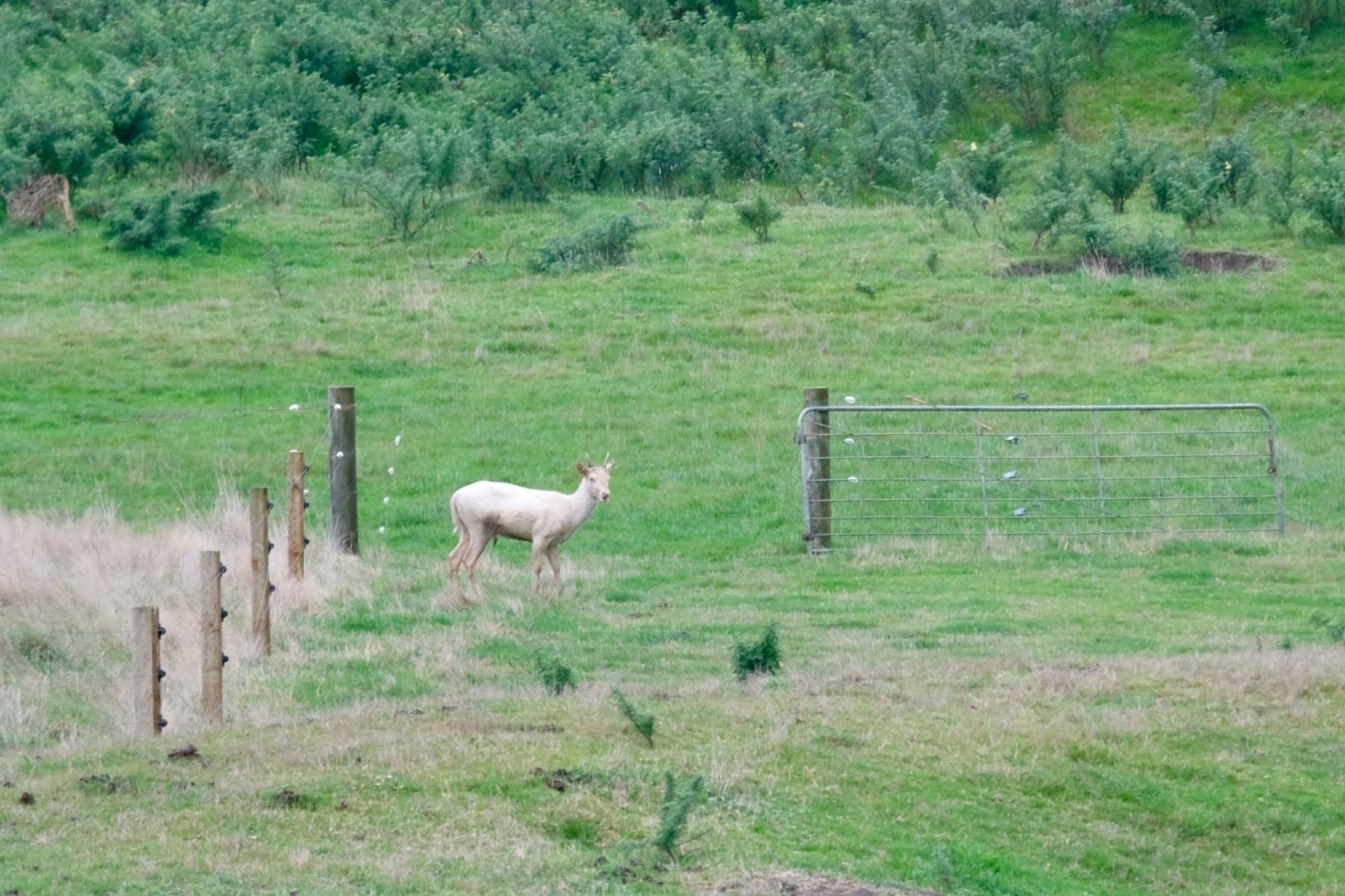Pale coloured deer with small horns in a paddock. 
