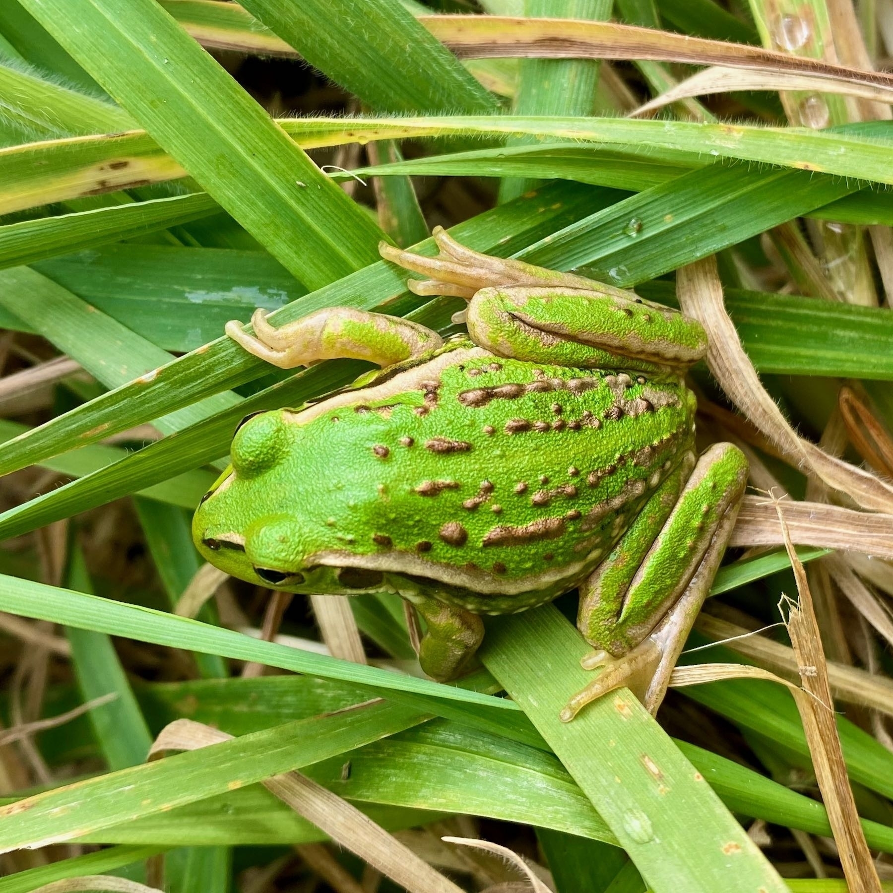 Small bright green frog with golden stripes and bumps, on grass. Better view of its back. 
