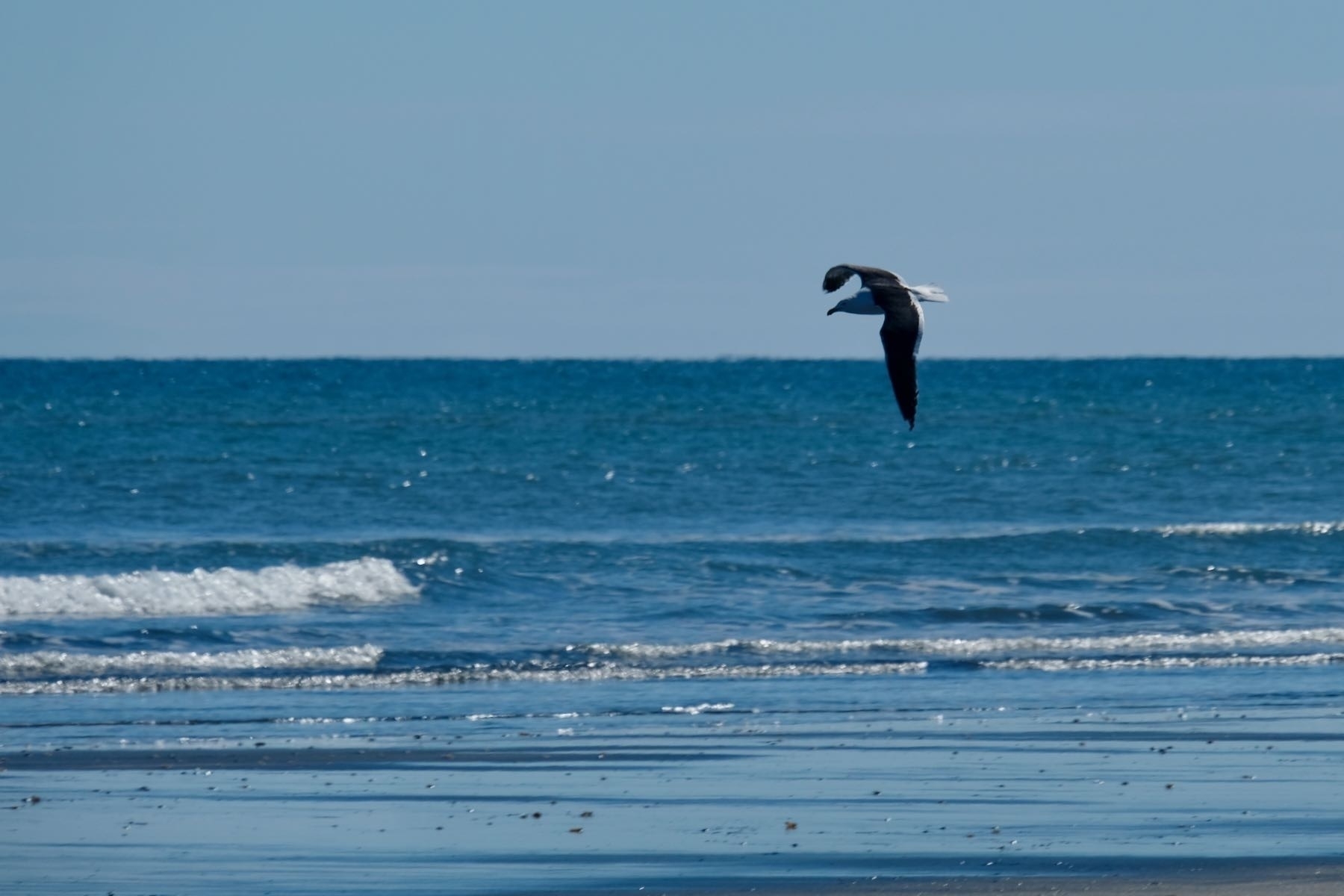 Flying gull, above the horizon, with wings bent downward.