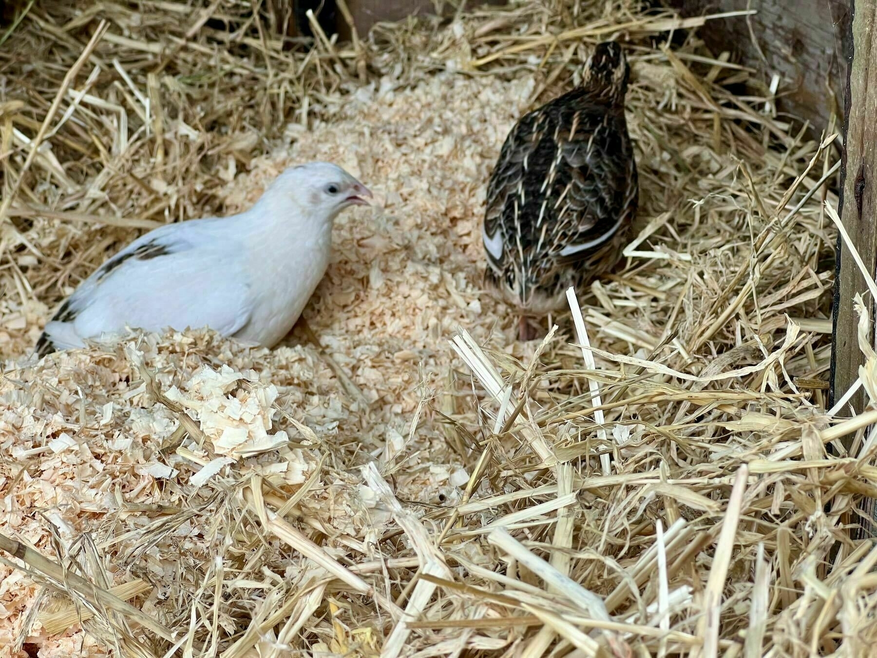 Small white bird and small stripy bird on a pile of straw. 