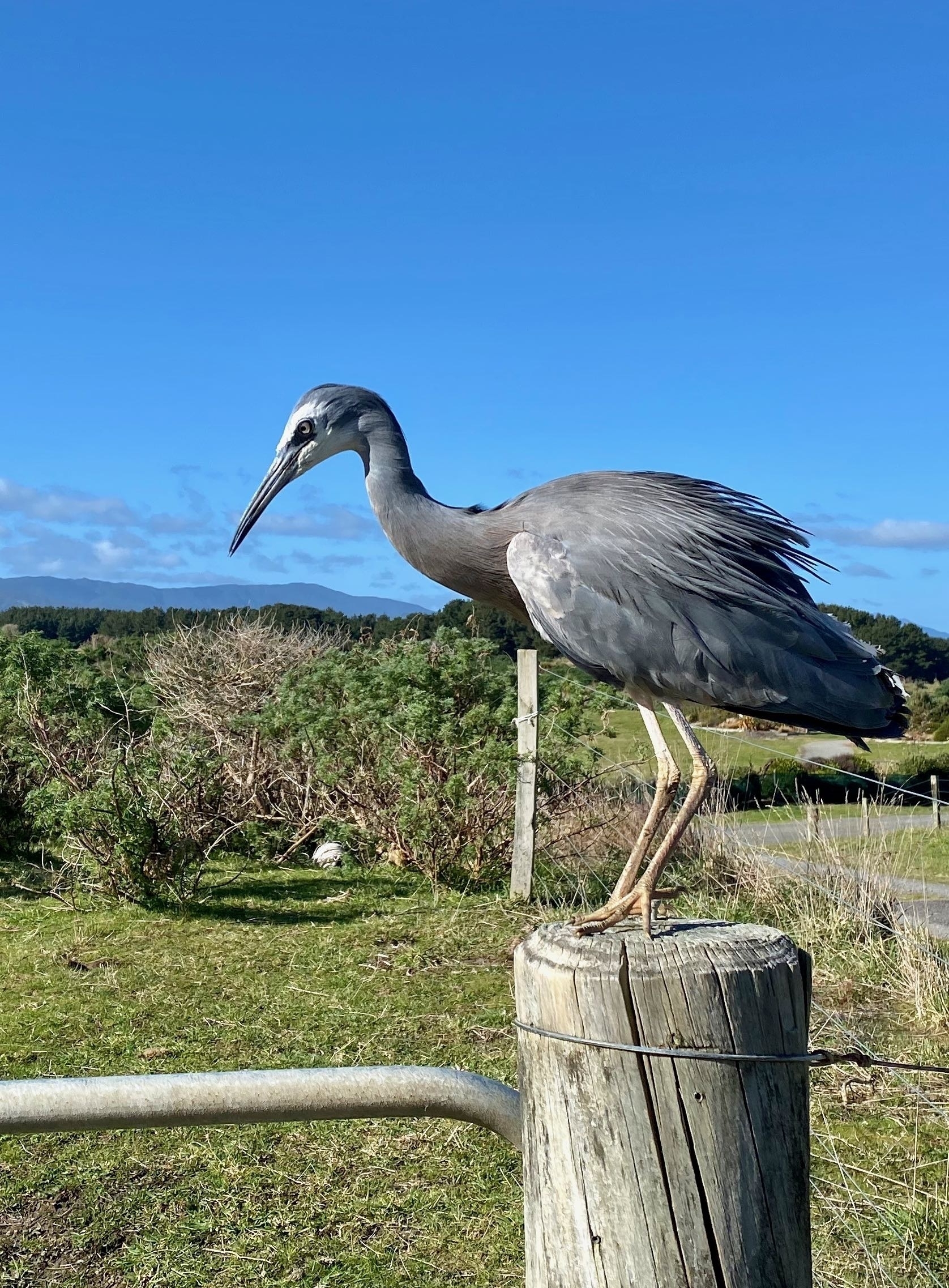 White-faced heron on a fence post with rich blue sky behind. Different posture. 