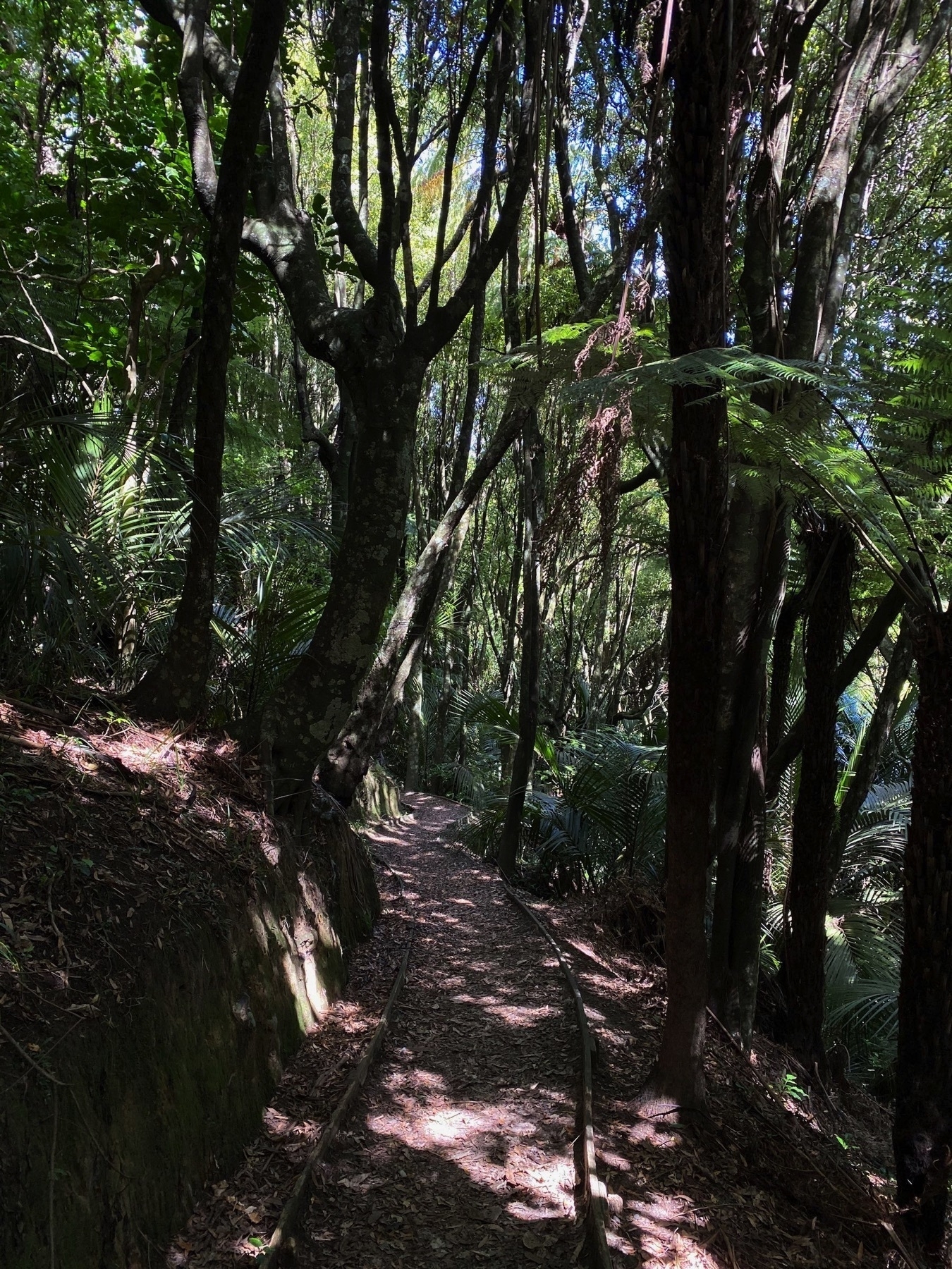 A shady part of the track under trees. 