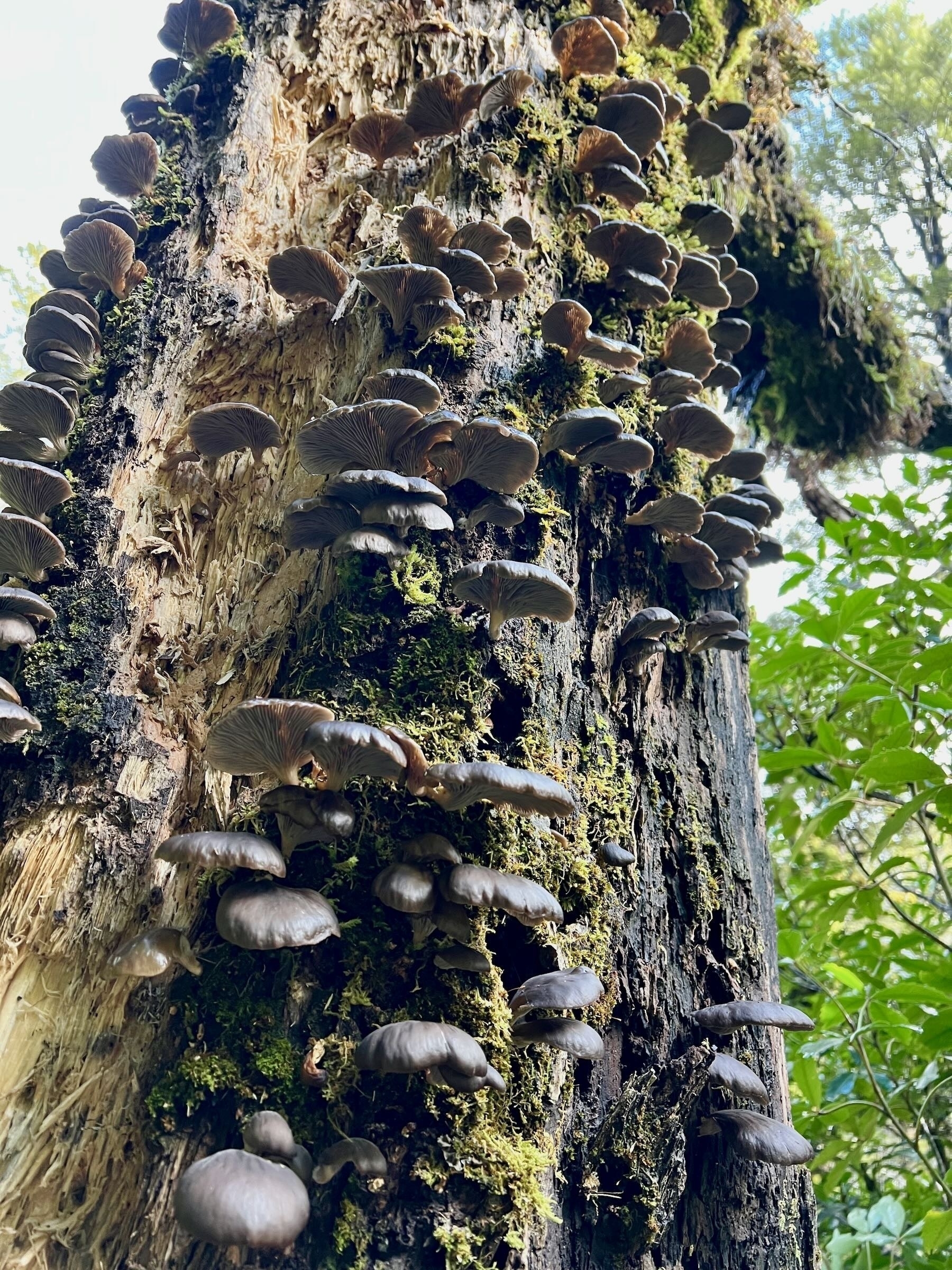 Many slimy seeming greyish brown fungi on a tree trunk — as seen from below. 