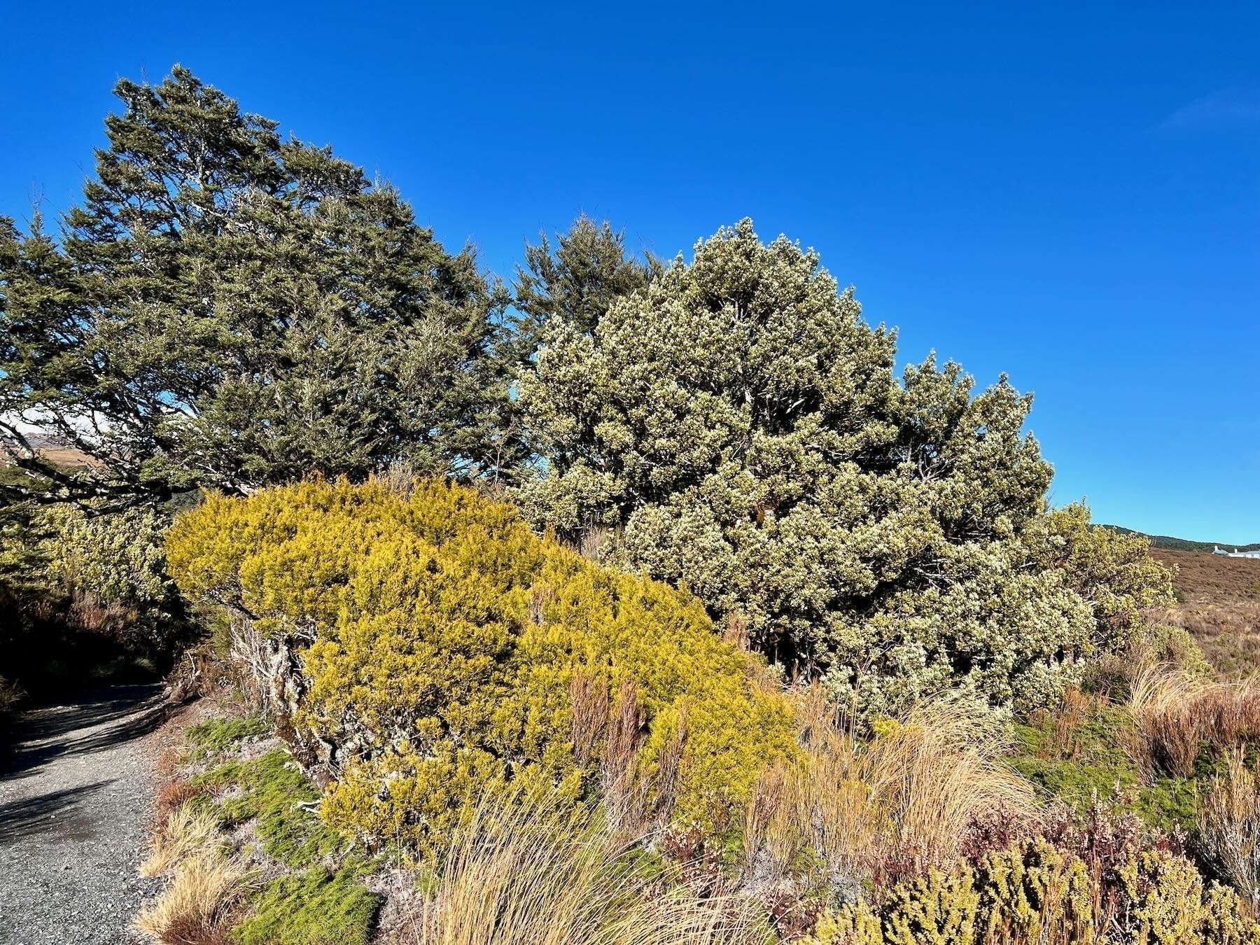 Trees and shrubs in greens and yellow beside the track. 