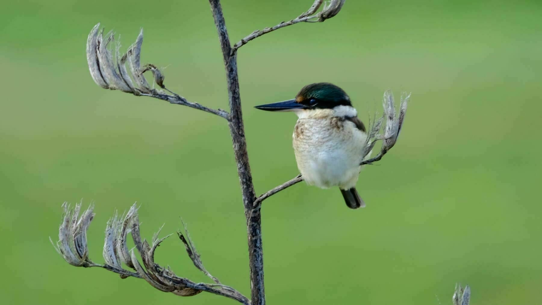 Closer up Kingfisher on flax stem. 