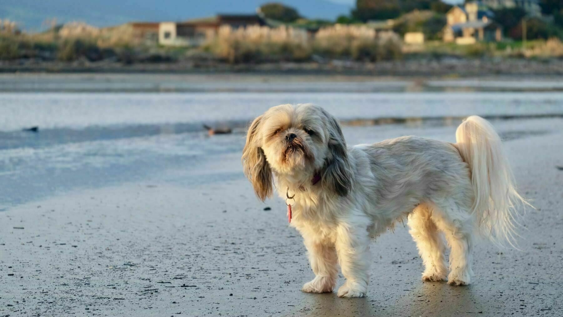 Oshi 11 May 2018. He enjoyed the beach but wouldn't go in the water. 