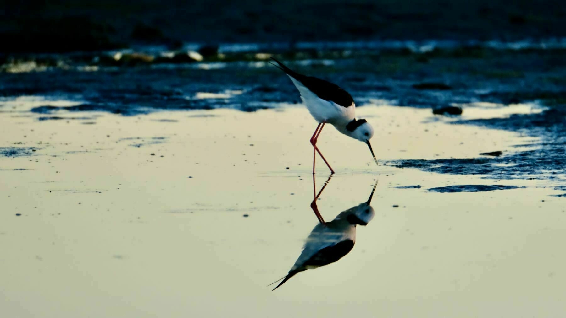 Black and white wading bird, reflected, with bills almost touching. 