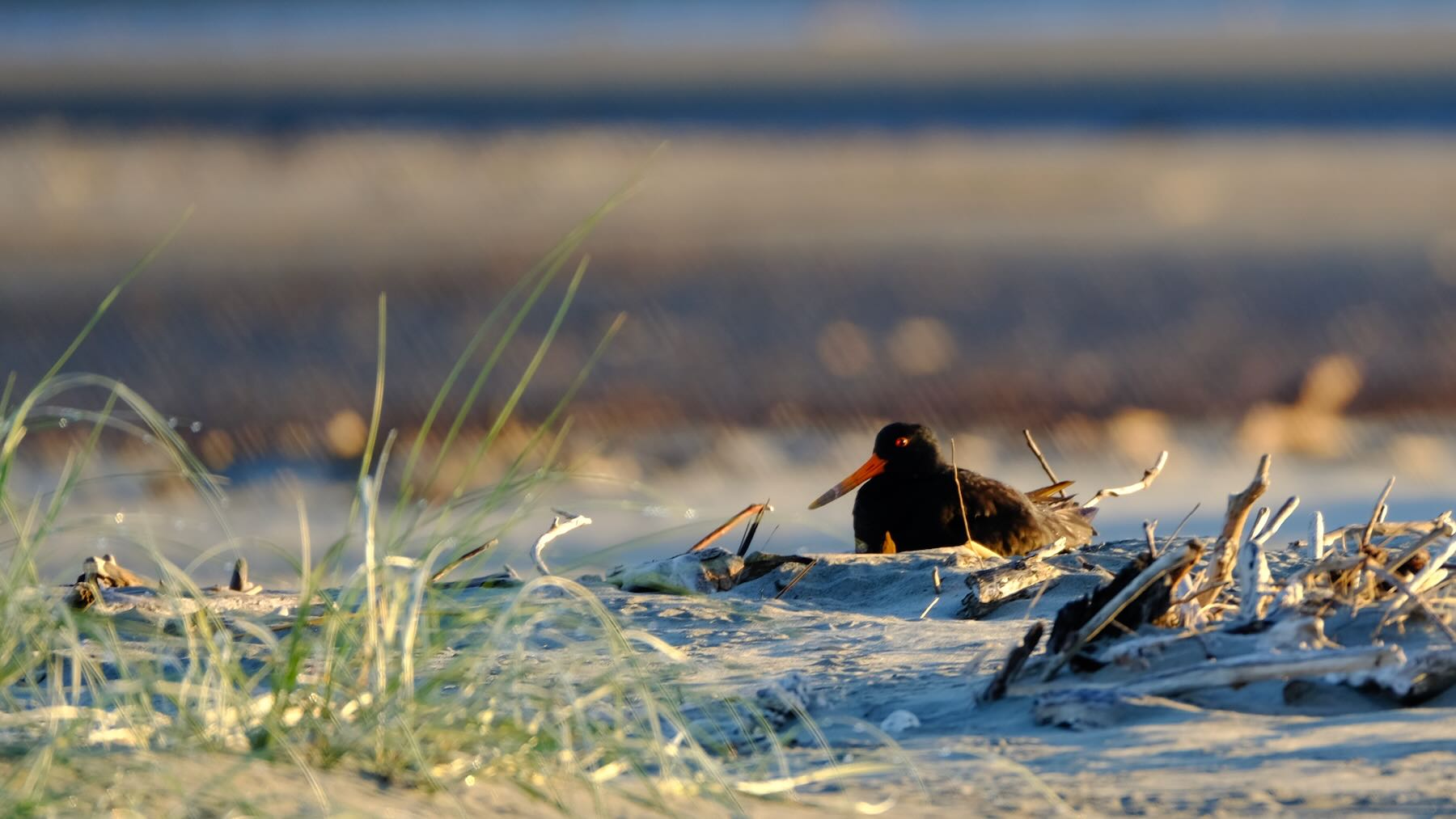 Oystercatcher sitting on a nest on the beach. 
