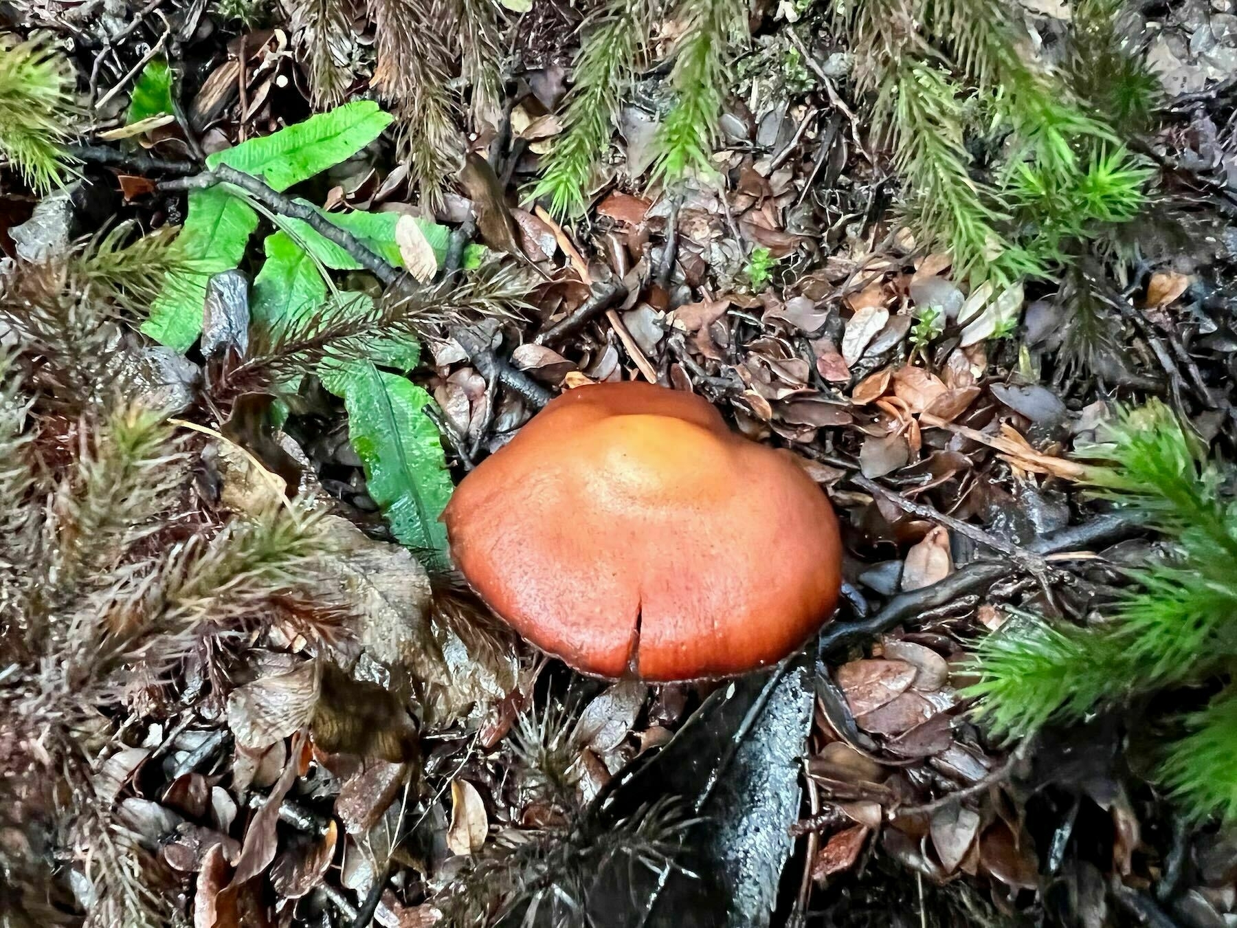 Chestnut brown domed fungus on leaf litter. 