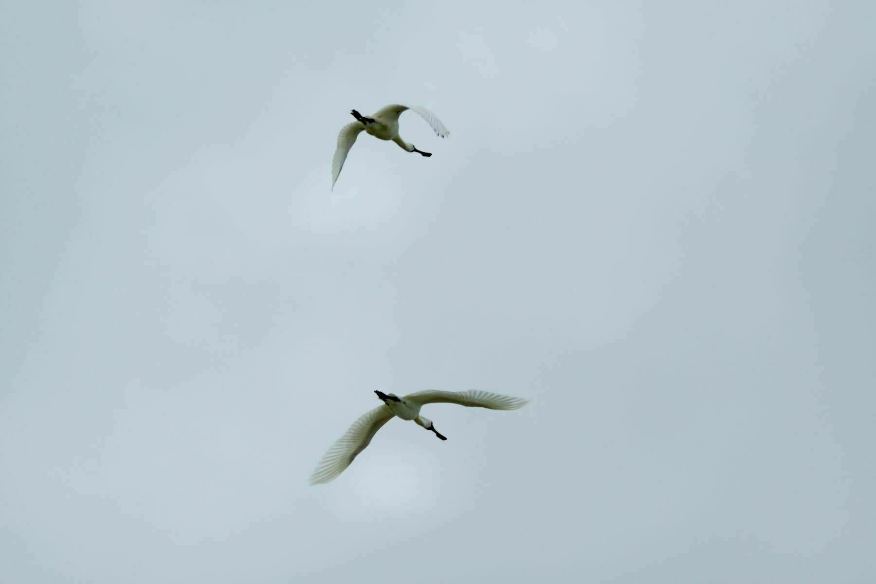 Two Spoonbills in flight overhead.  