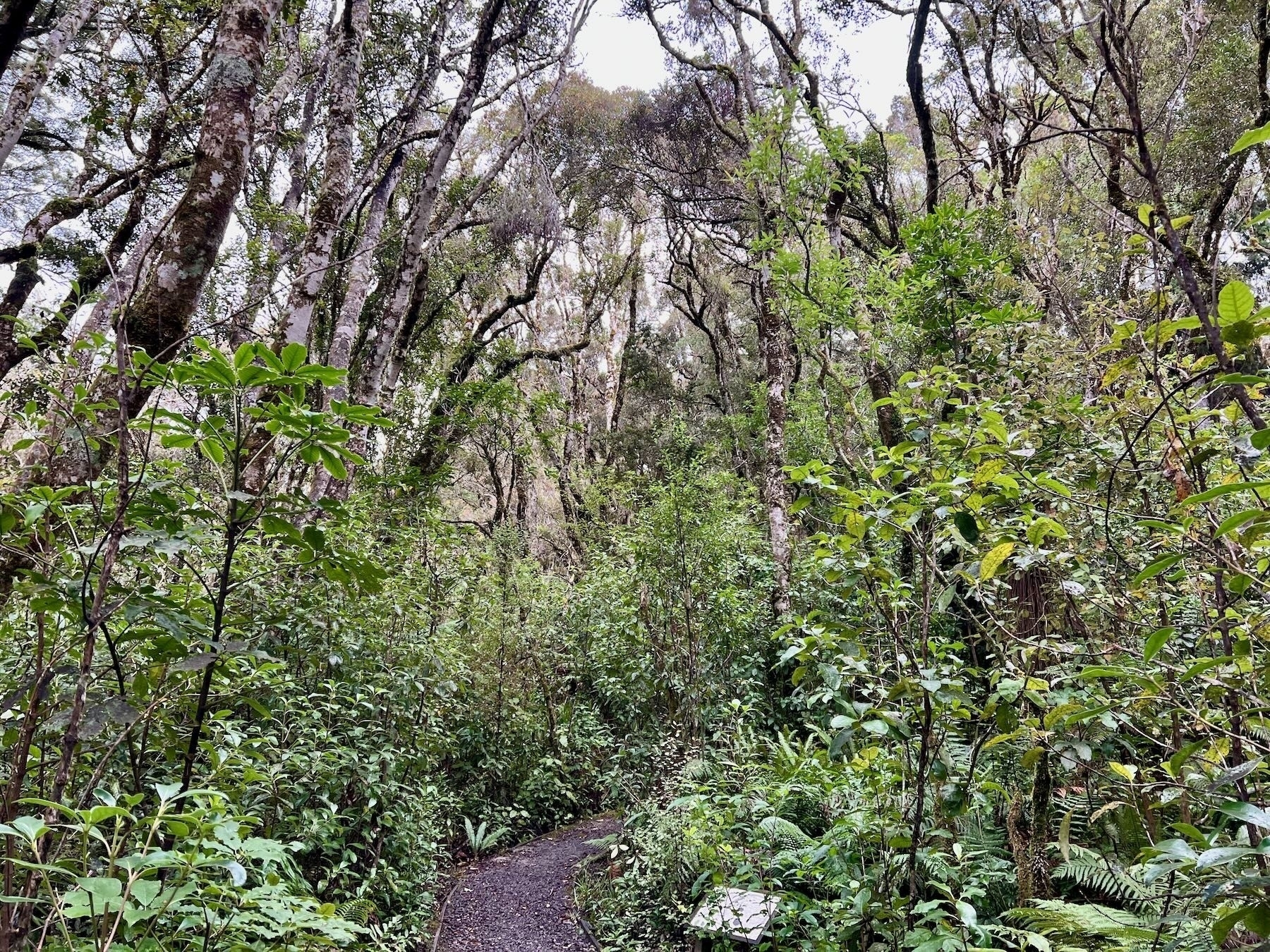 Rimu Walk — a typical part of the easy track amongst trees. 
