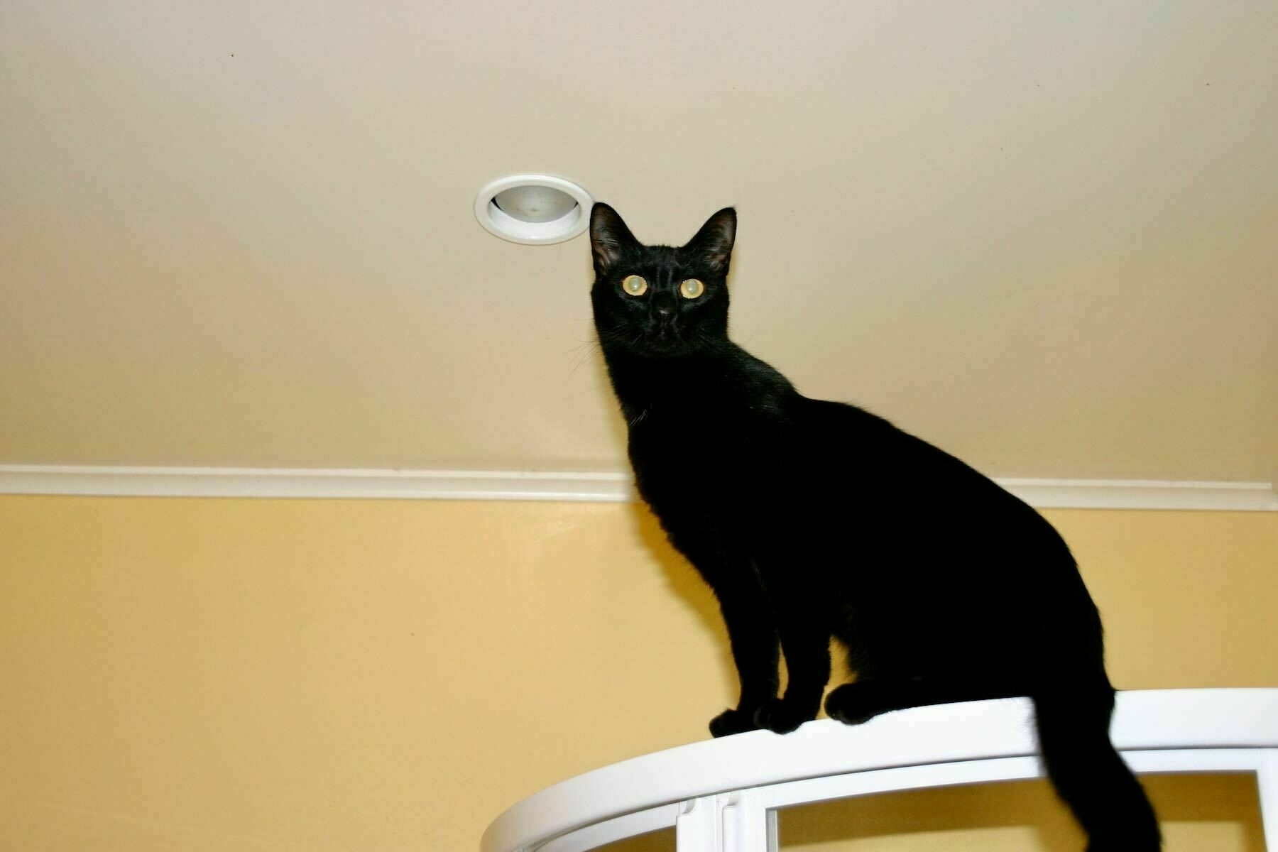 Black cat on top of the shower and almost touching the ceiling with her ear tips. 