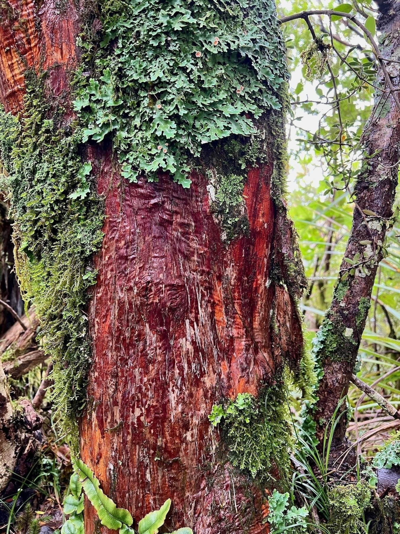 Chestnut coloured treetrunk covered in mosses and lichens. 
