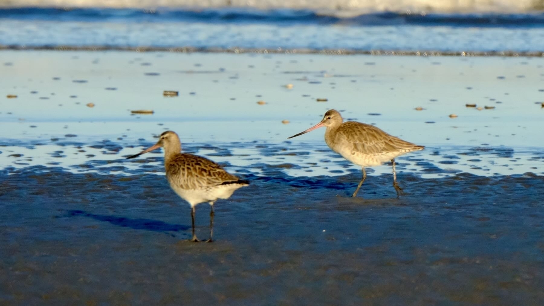 2 godwits on the wet sand at water's edge.  