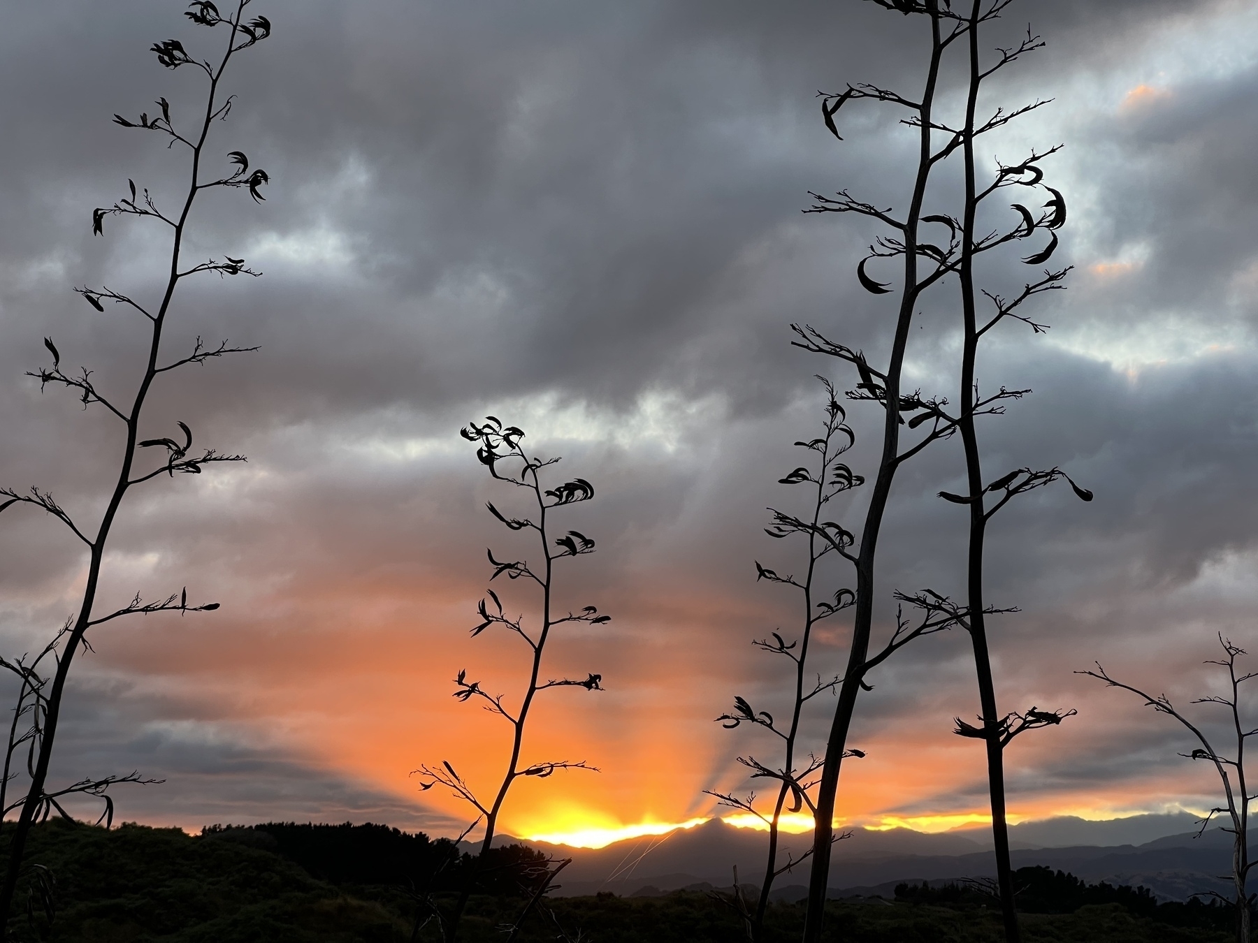 Orange clouds with rays of sun, flax spears in the foreground. 