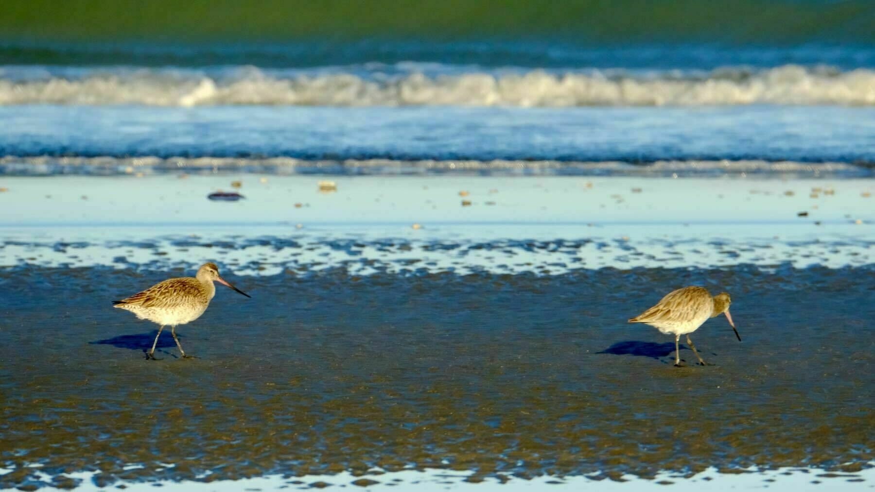 2 godwits on the wet sand at water's edge. 