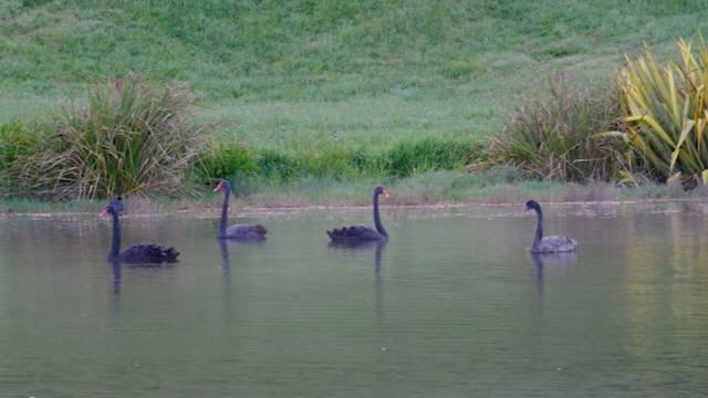 Four black swans on a lake. 