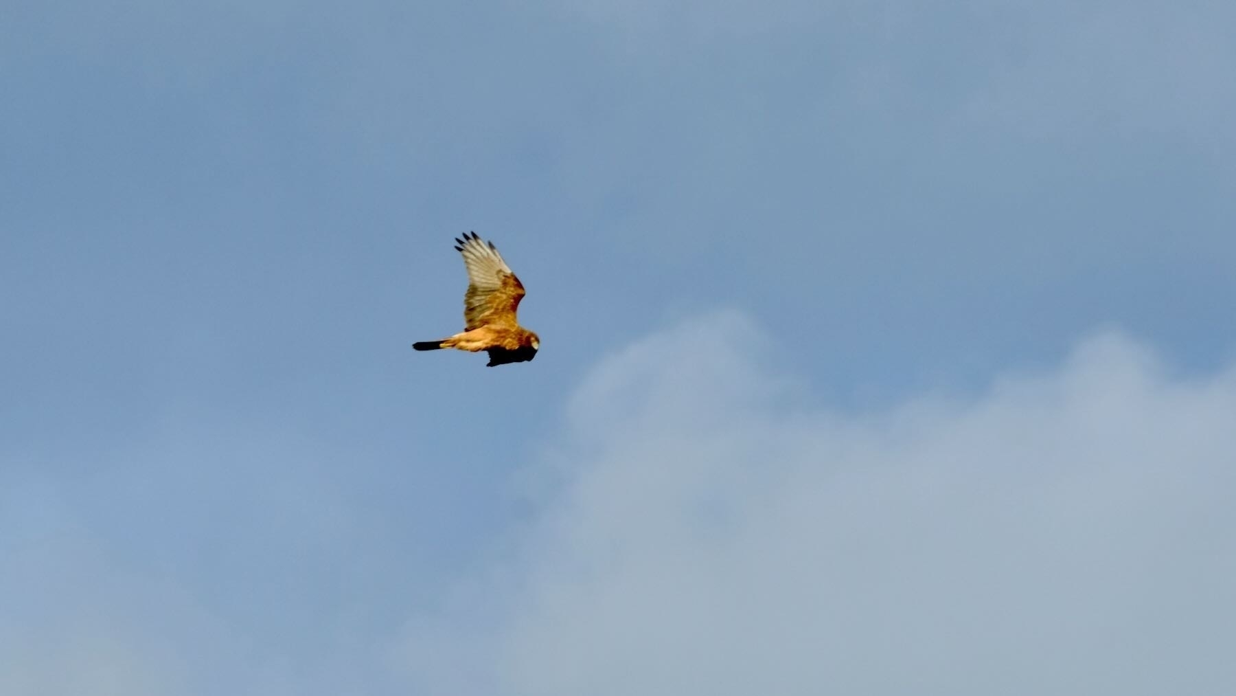 Circling hawk  with wings high and legs tucked in. 