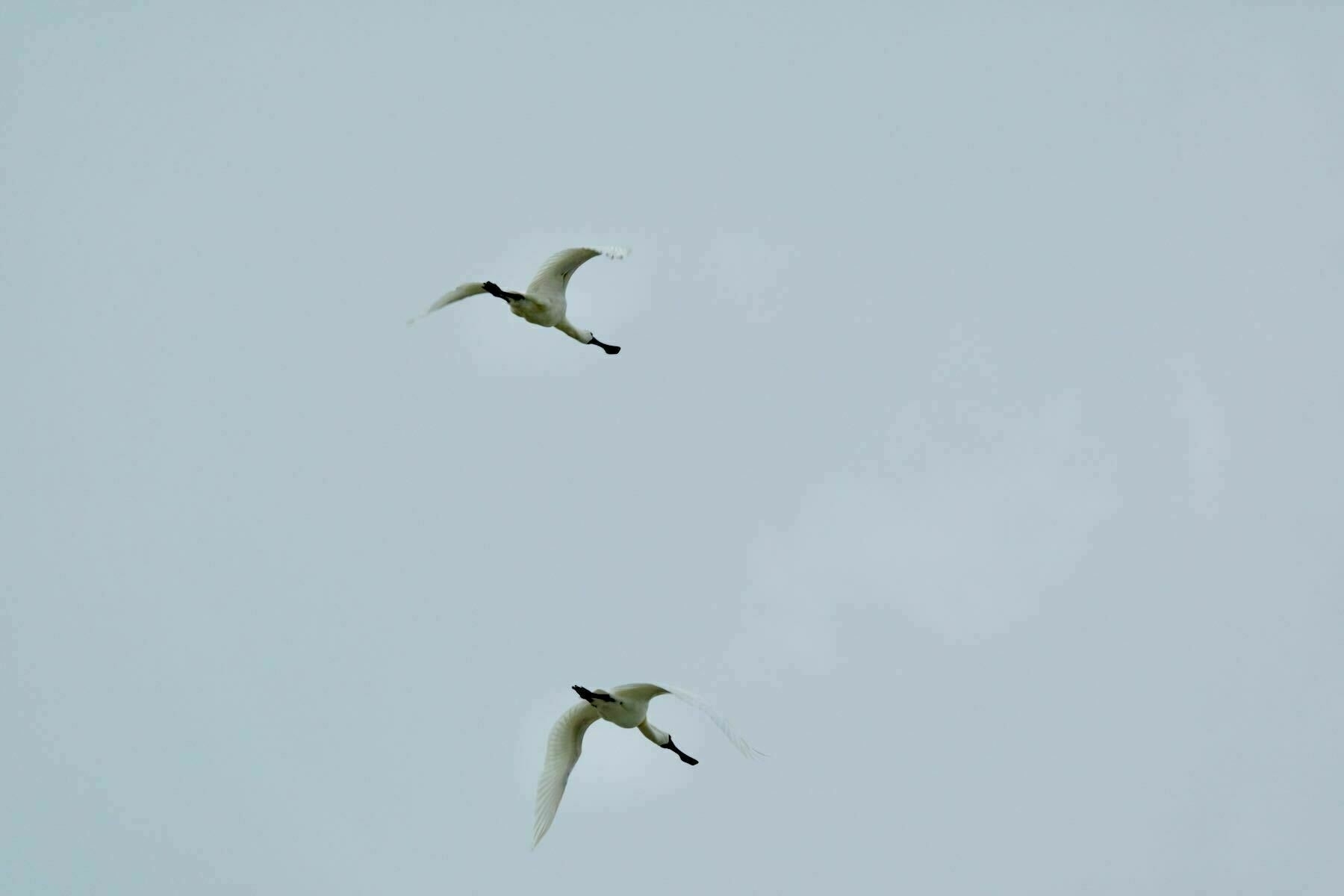 Two Spoonbills in flight overhead.  