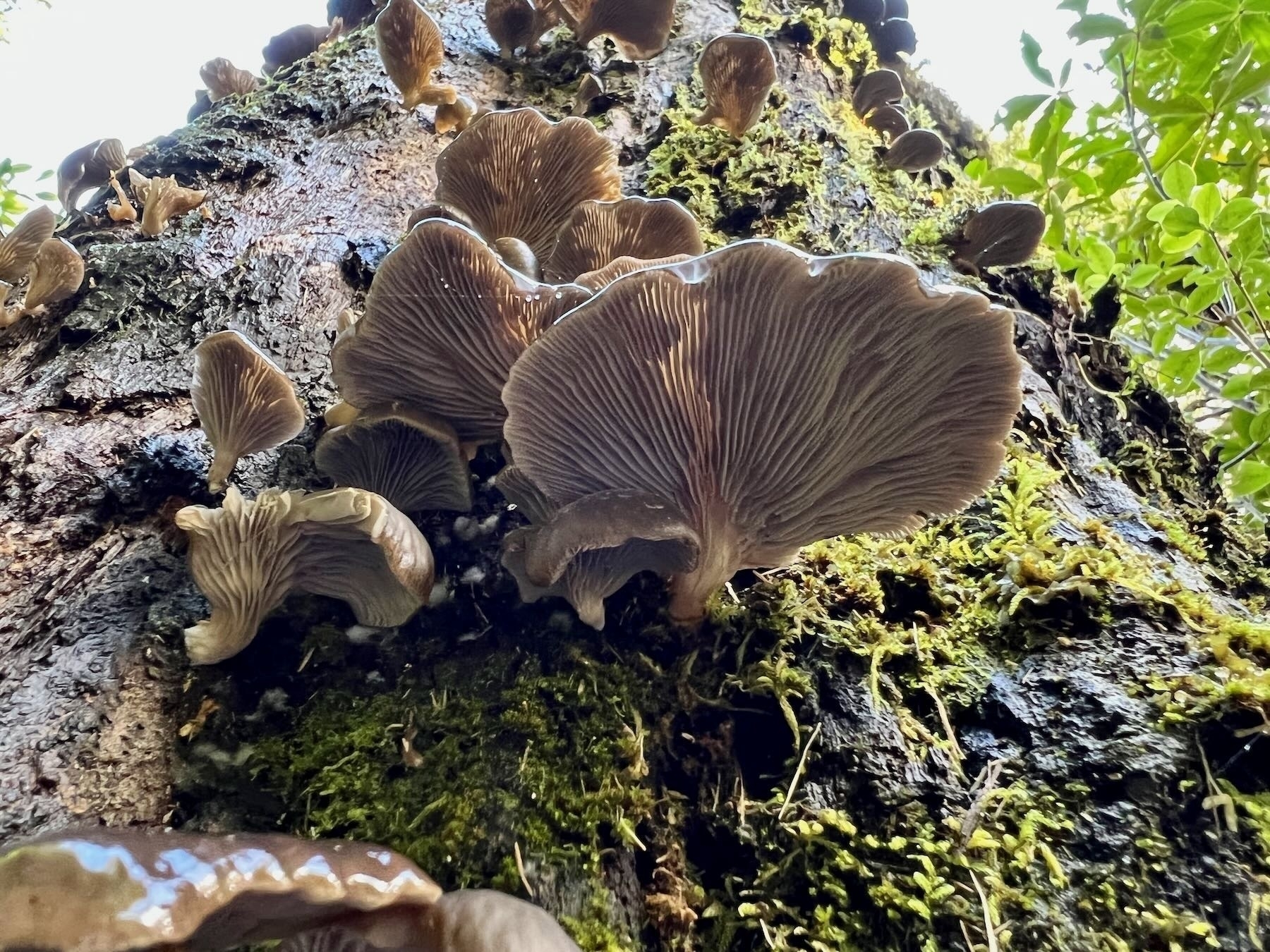 Many slimy seeming greyish brown fungi on a tree trunk — close up from below.  