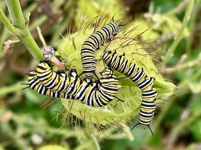 Monarch caterpillars crowding on a seed pod. 
