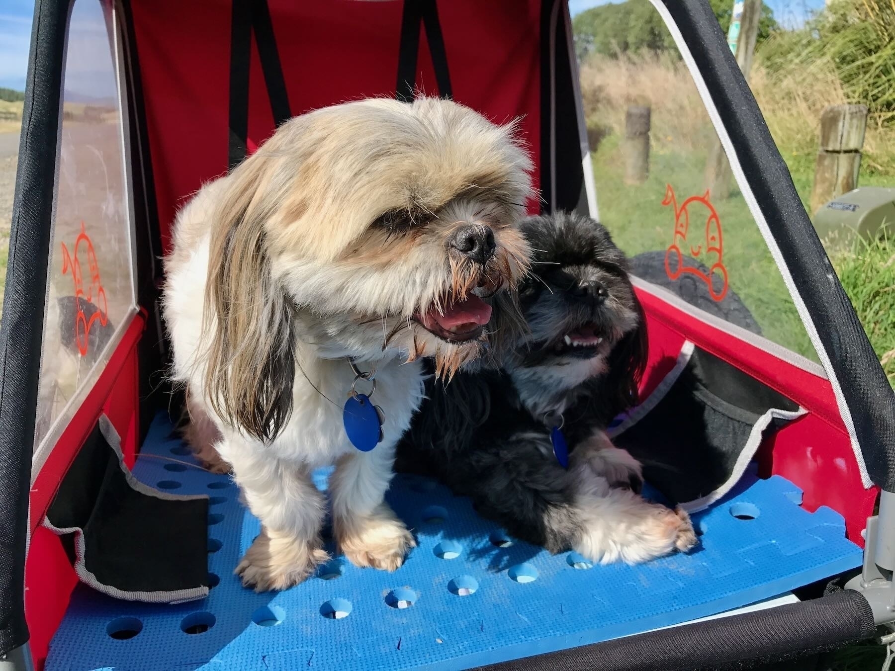 Oshi and Sasha in the dog trailer 15 February 2017. 