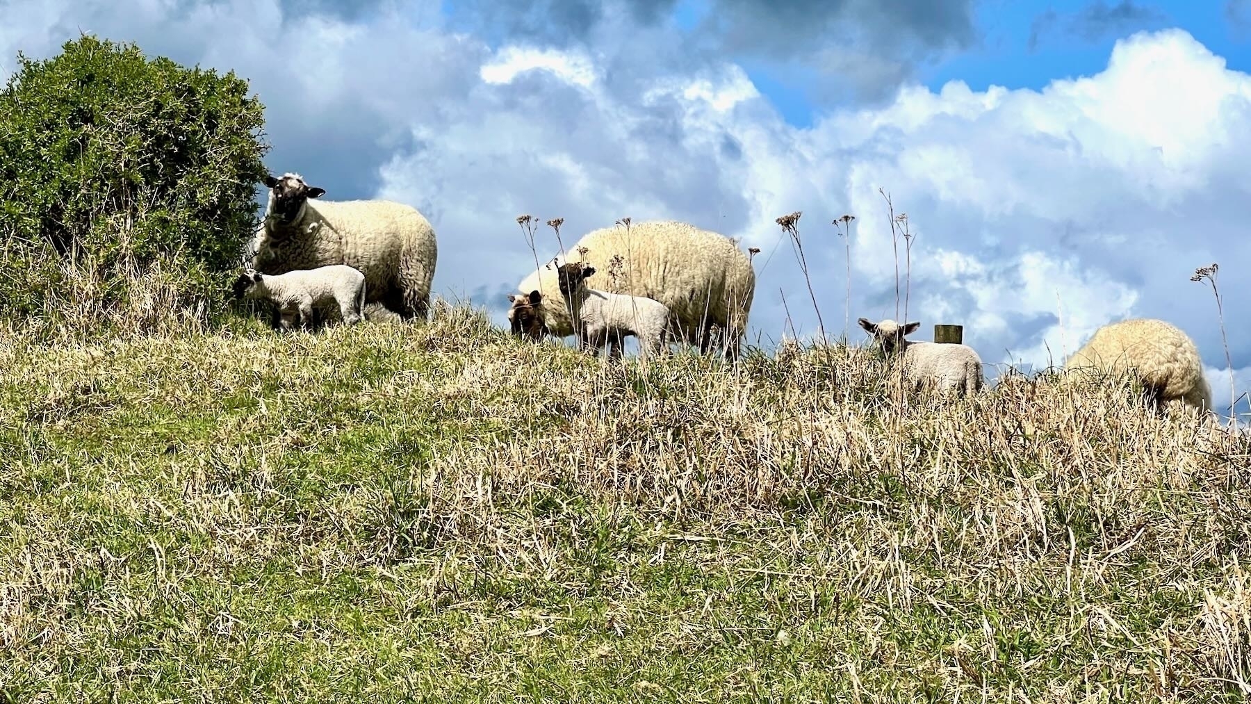 Sheep and lambs on grass. 