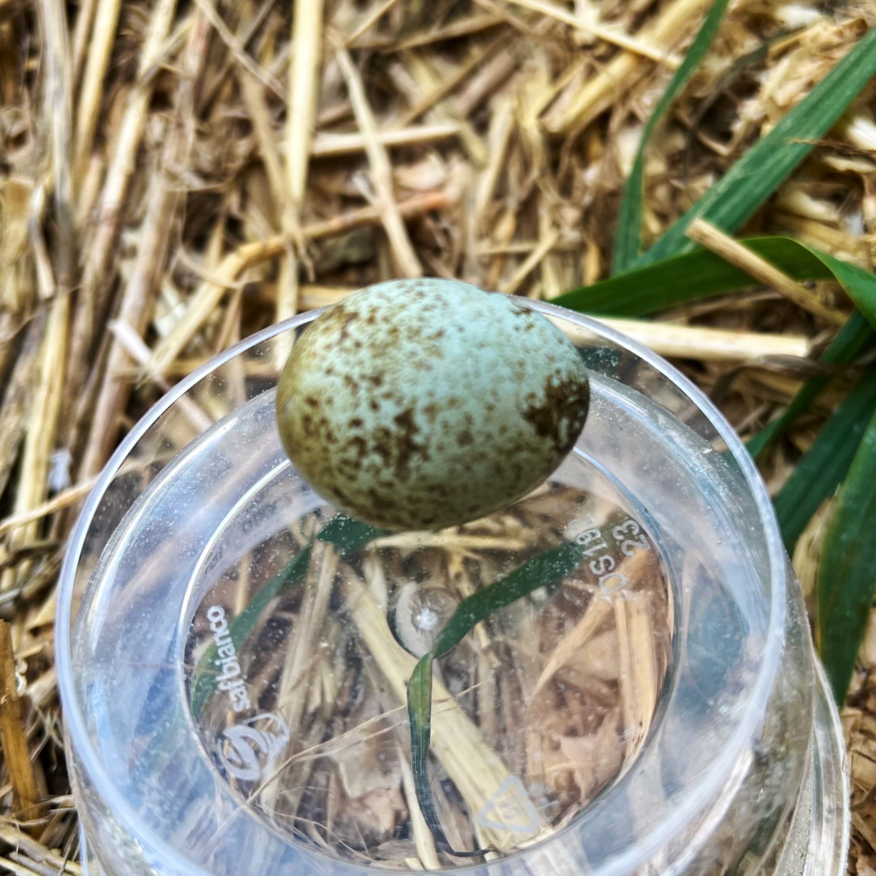 Small egg balanced on a plastic cup.