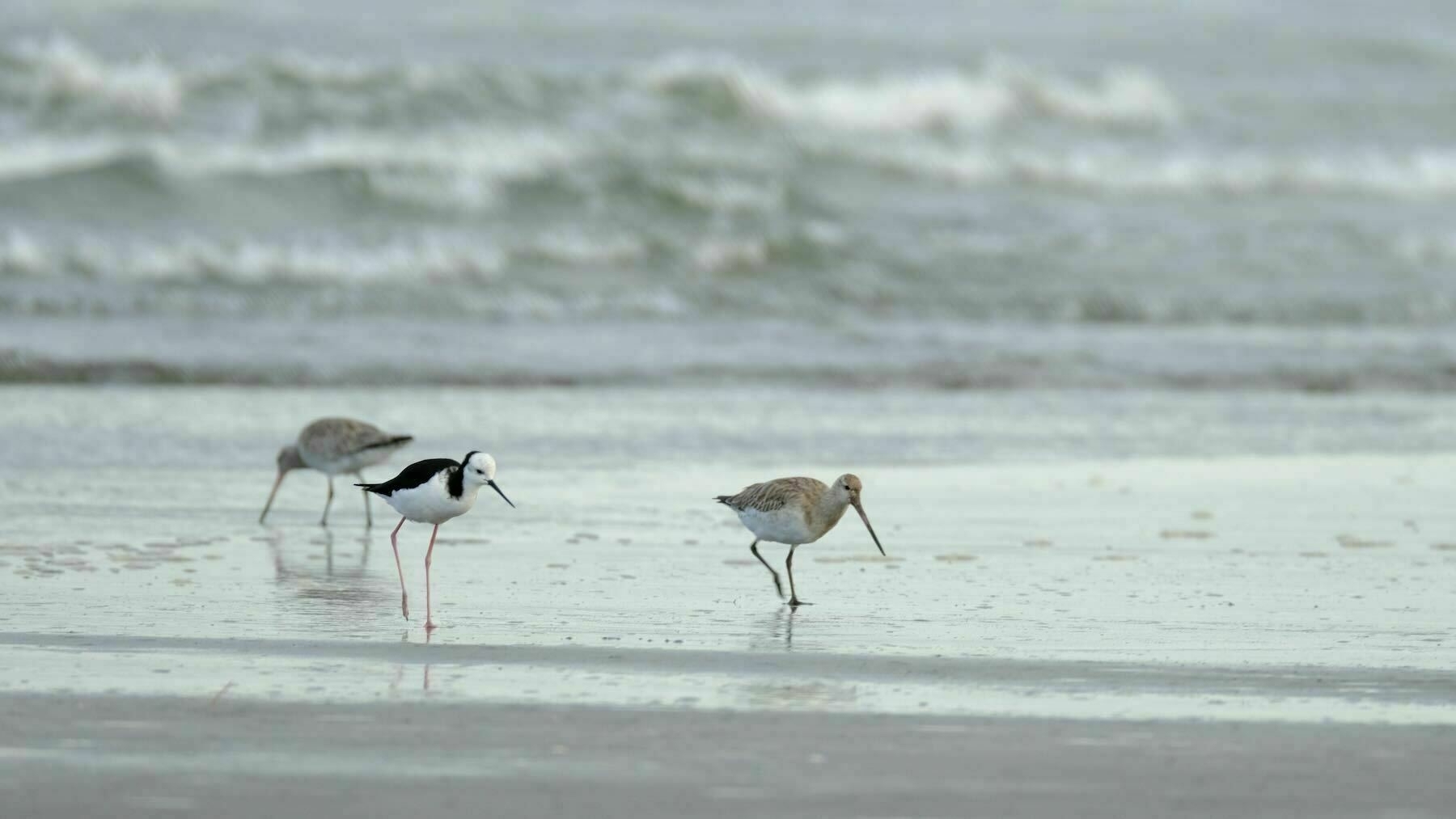 Two Kuaka and a Pied Stilt. 