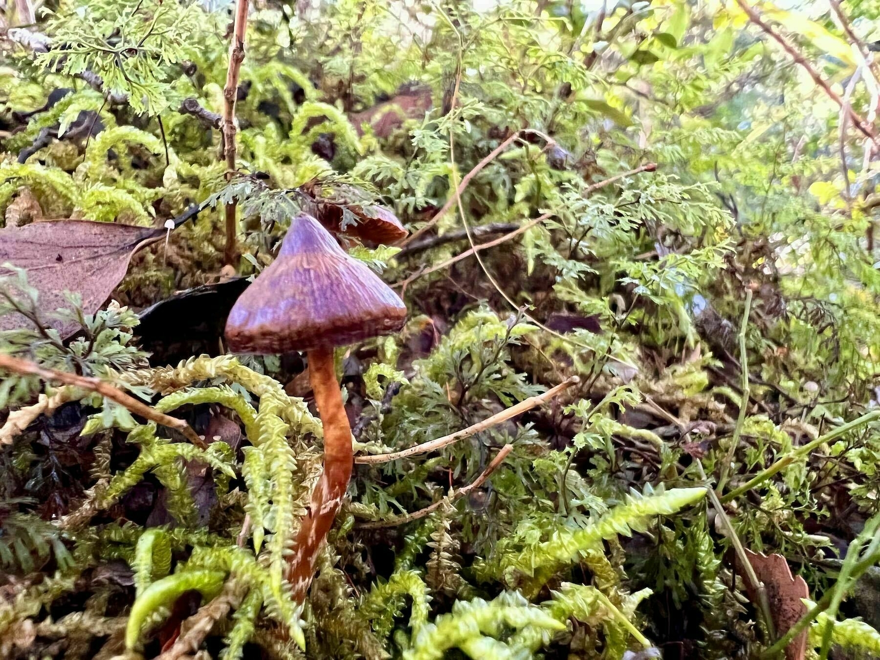 Brown fungus with pointy cone on Taranaki Falls track near Whakapapa. 