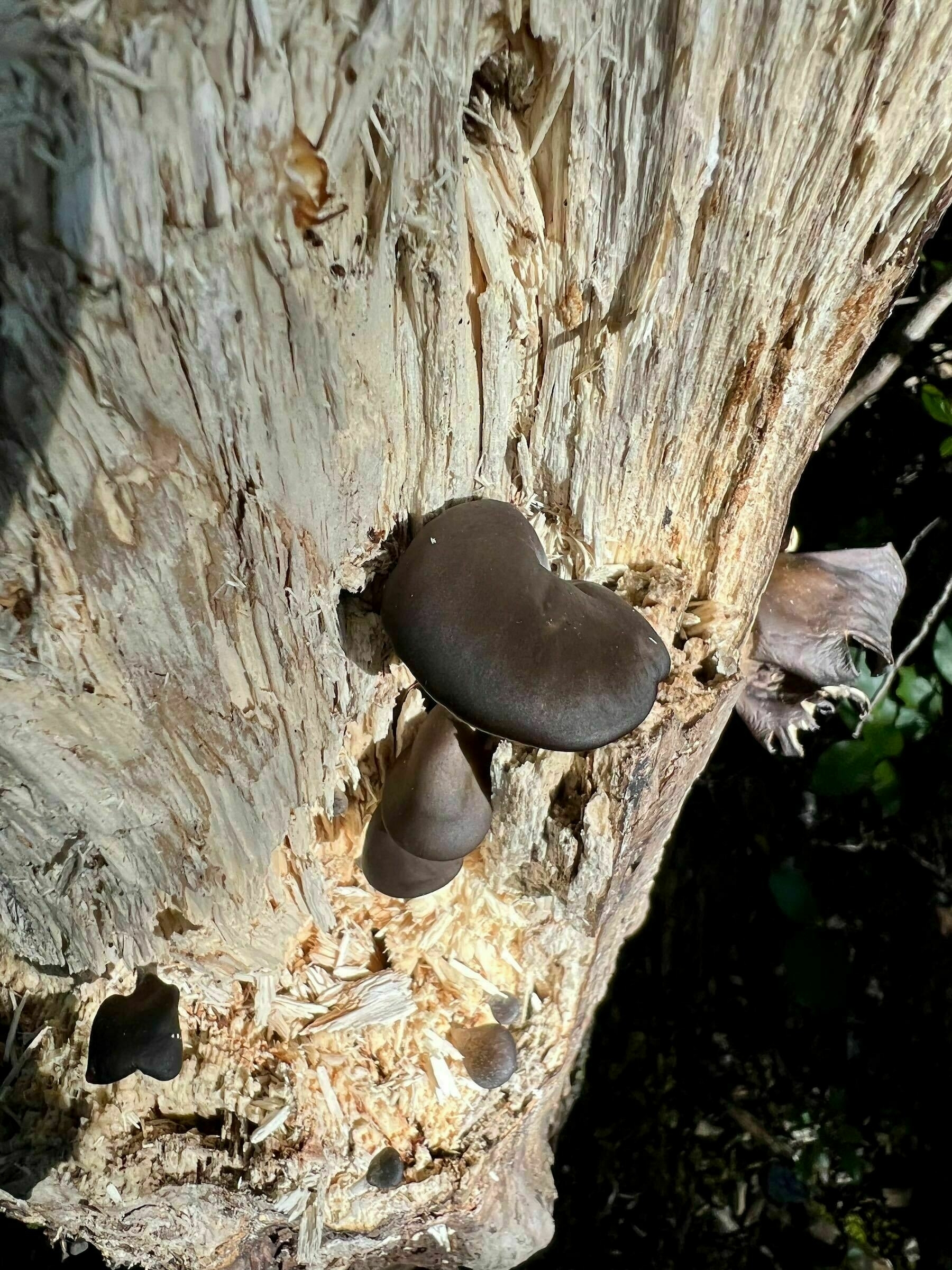 Dark fungi on a rotten log on Taranaki Falls track near Whakapapa. 