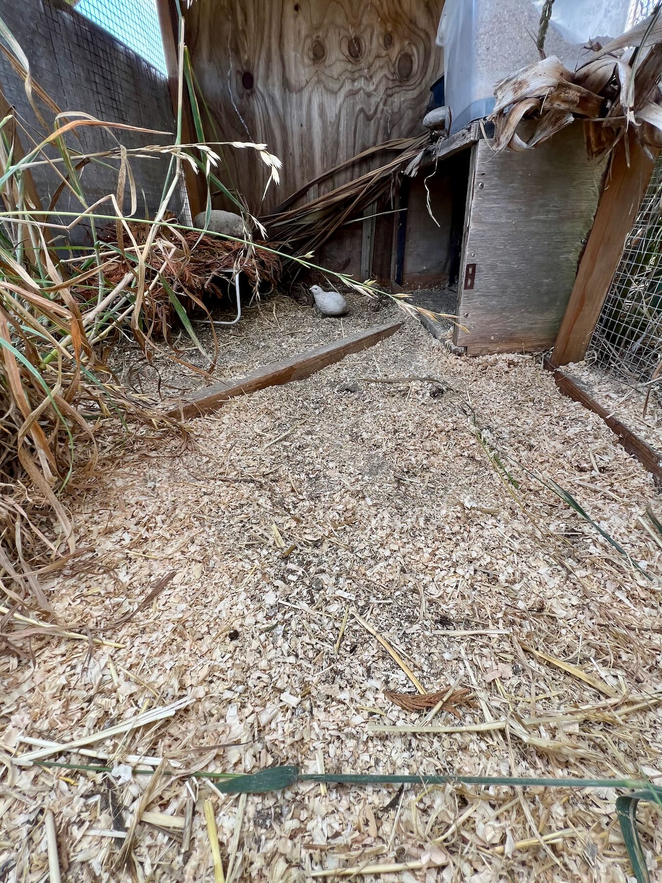 The quail run has had straw etc removed. 