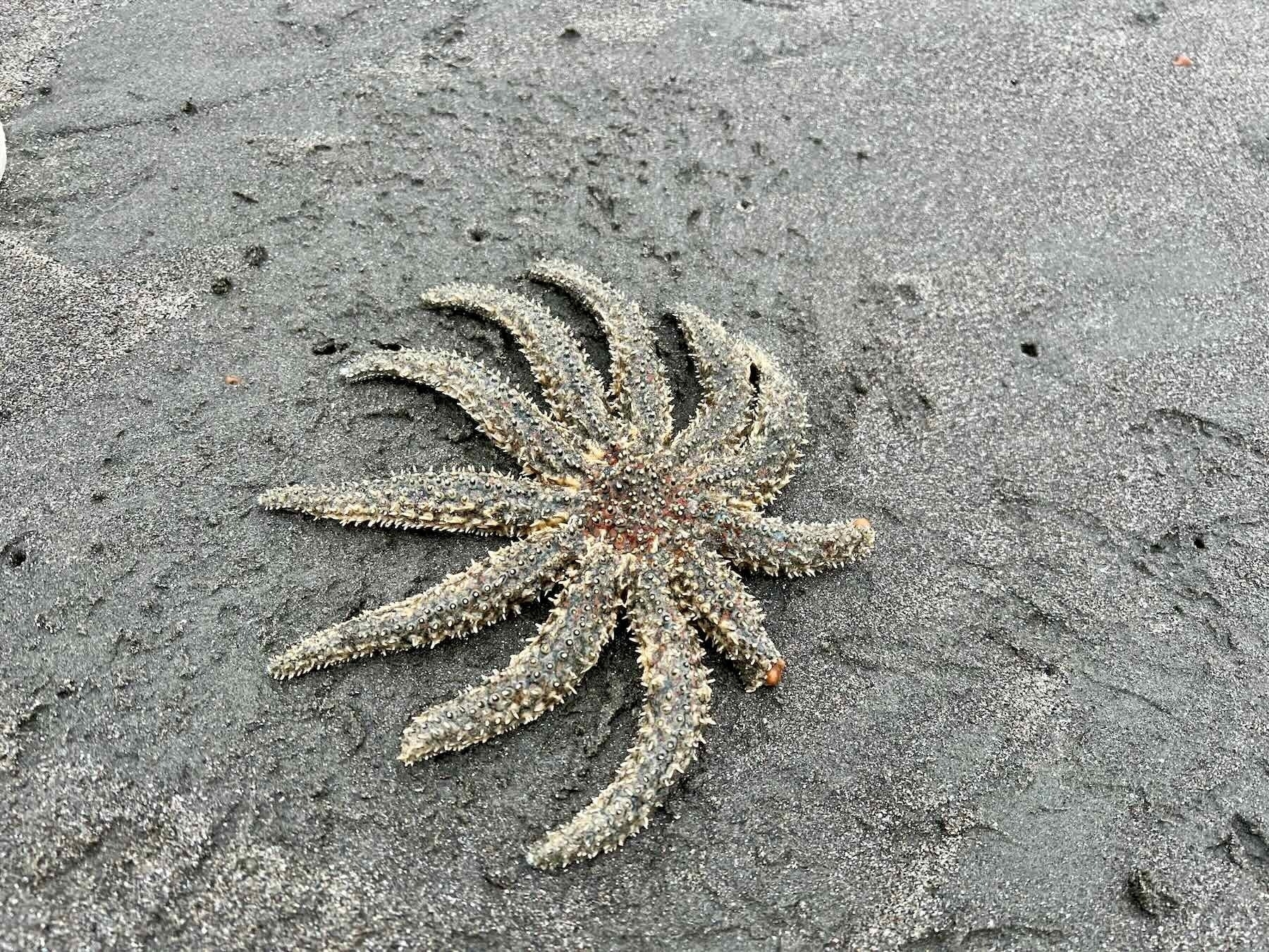 Eleven-Armed Sea Star, with two shortened arms, on sand. 