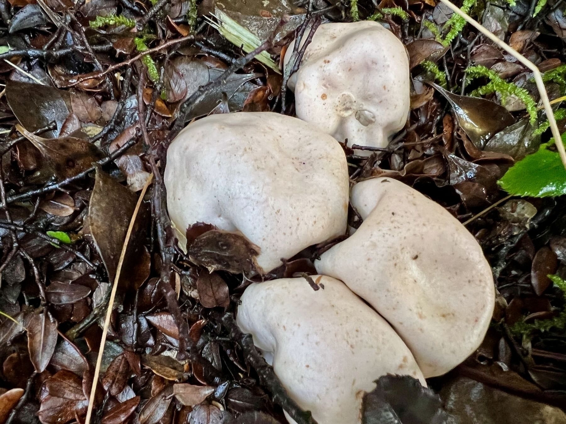 4 lumpy cream coloured almost bulbous fungi in a clump on leaf litter. 