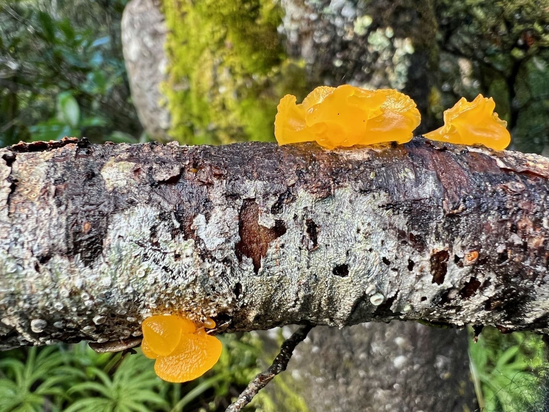Weird bright yellow fungi that look like lollies on a small branch. 